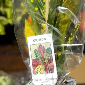 Photo of the plant species Croton 'Norma' by @CreativeElkweed named Queen on Greg, the plant care app