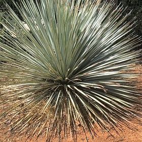 Photo of the plant species Desert Spoon by @MotherOcotillo named da Vinci on Greg, the plant care app