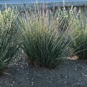 Photo of the plant species Spreading Rush by @MotherOcotillo named Willow on Greg, the plant care app