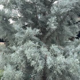 Photo of the plant species Cupressus arizonica by @MotherOcotillo named Doja Cat on Greg, the plant care app