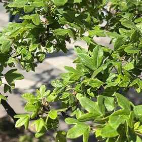 Photo of the plant species Montpellier Maple by @JollyCatmint named Shakira on Greg, the plant care app