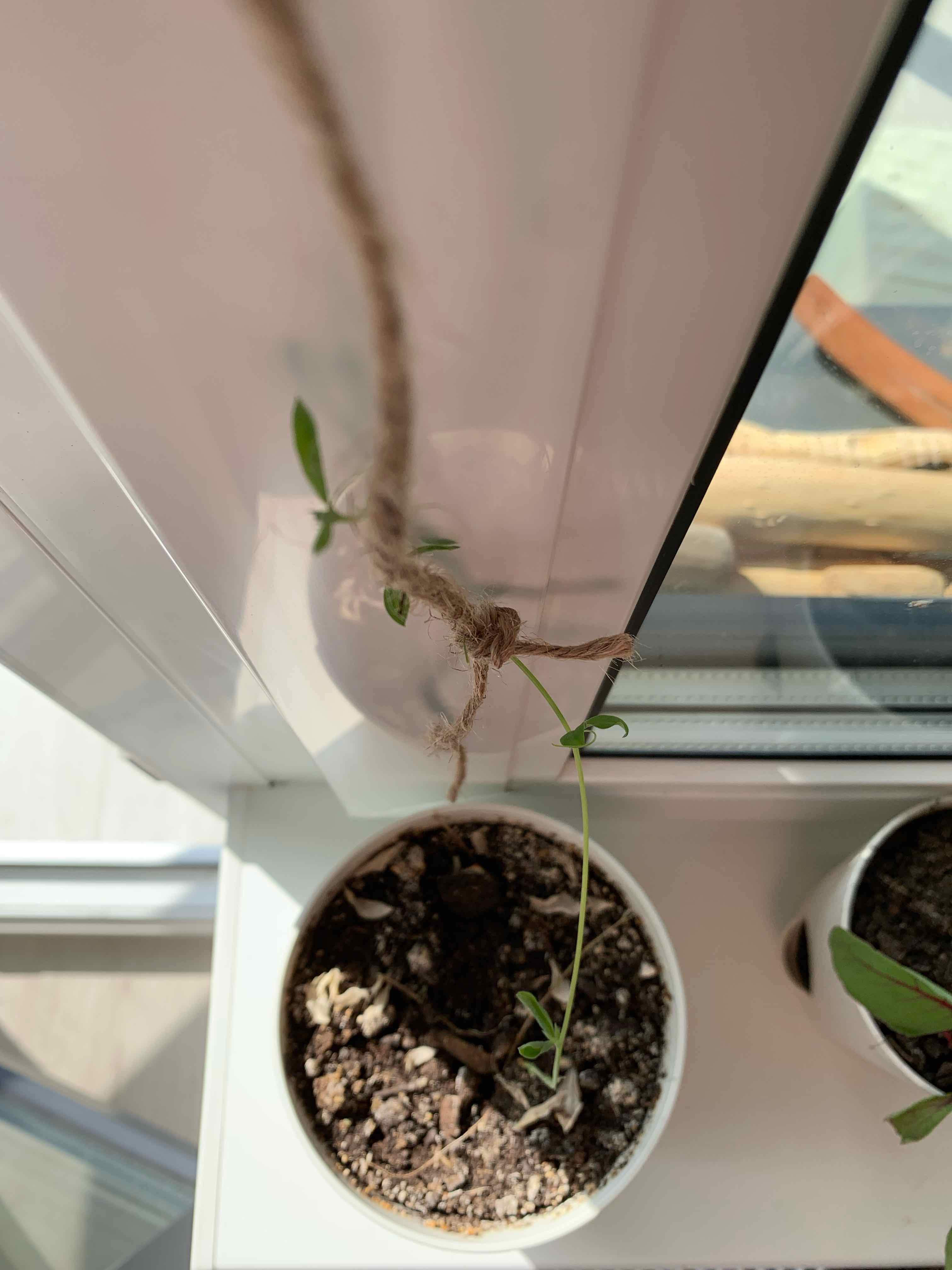 Potted Annual Sweet Pea plant with thin stem and small leaves, supported by a string.