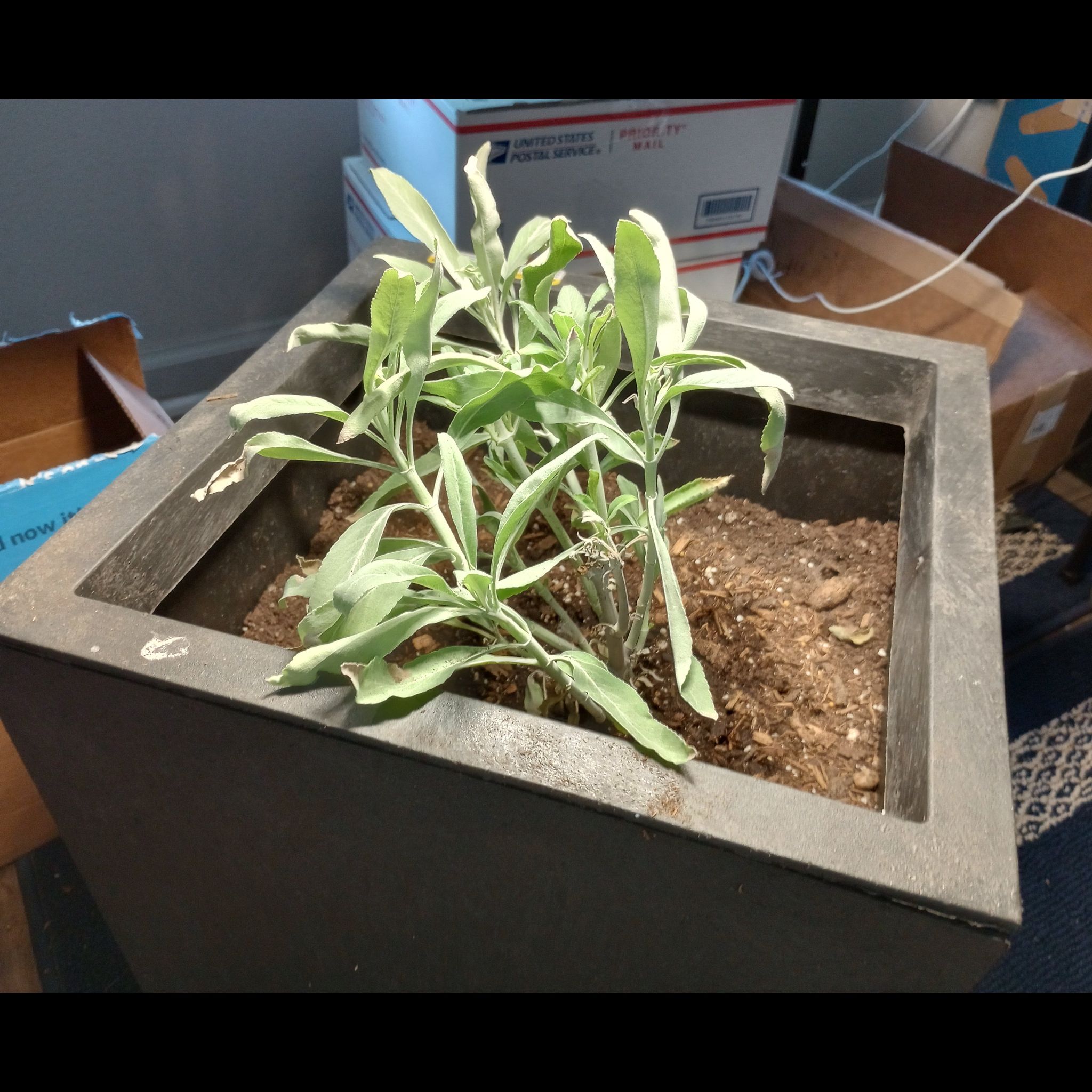 Potted White Sage plant with some yellowing leaves, visible soil, and surrounding boxes.