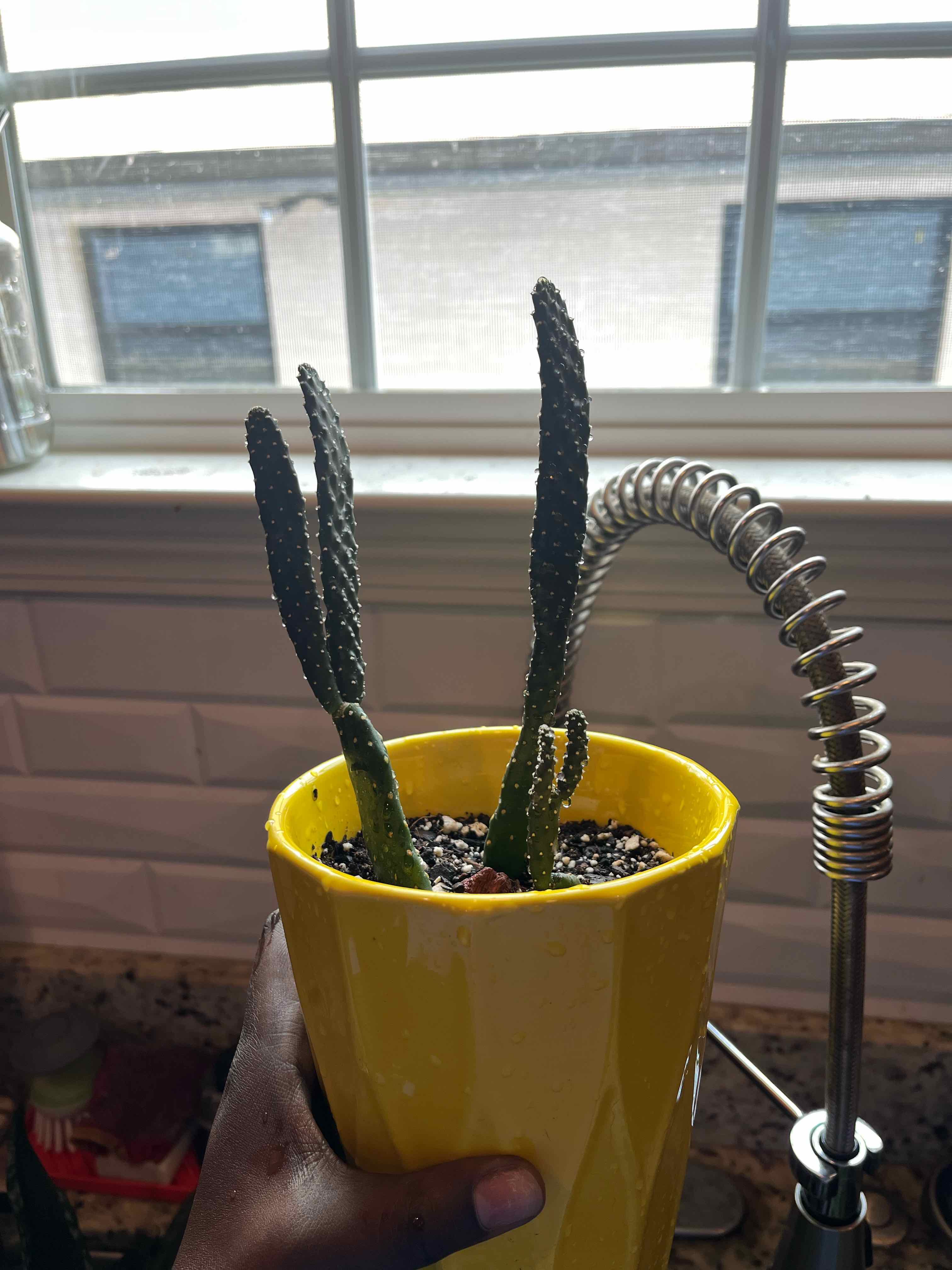 Road Kill Cactus in a yellow pot held by a hand, placed near a window.