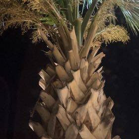 Photo of the plant species Mexican Palmetto by @OodlesLuckynut named Texas Sabal Palm on Greg, the plant care app