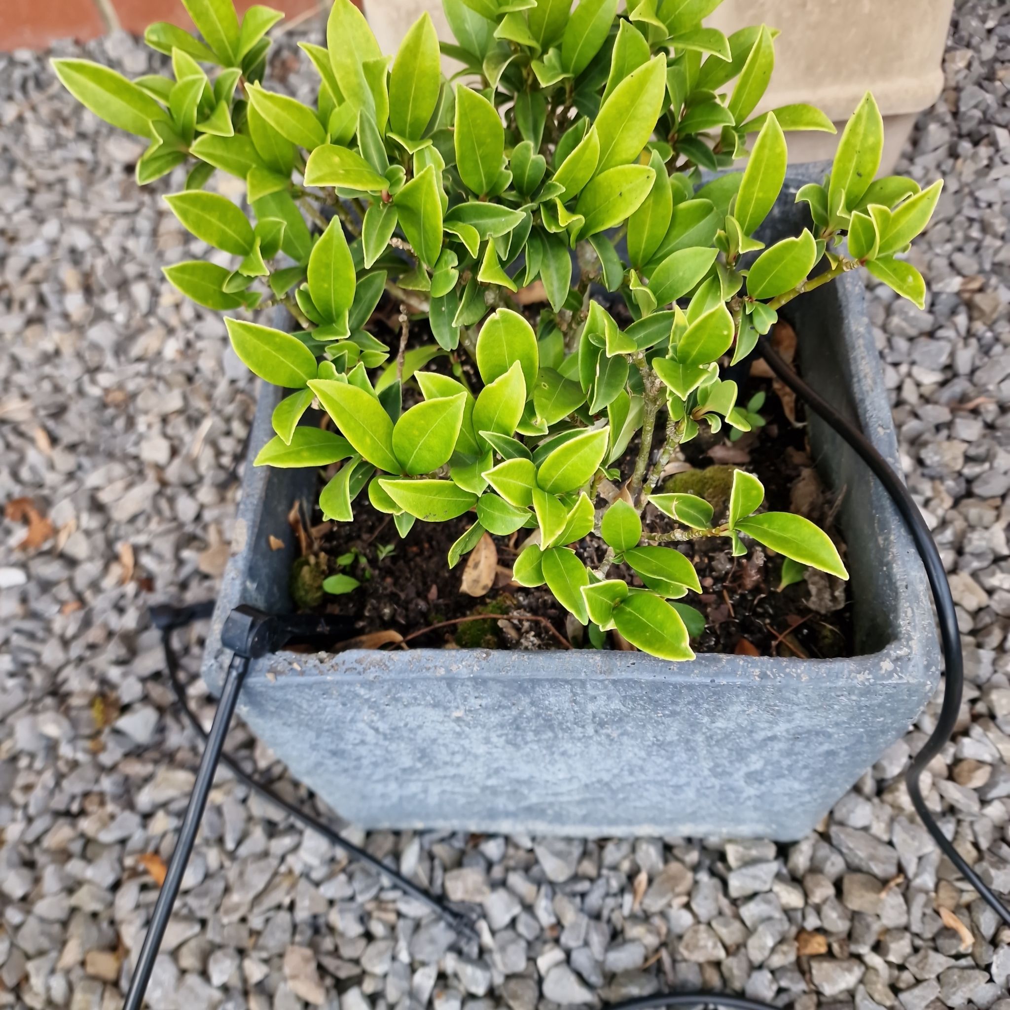 Photo of the plant species Skimmia by @PureMirrorball named Captain Plant-it on Greg, the plant care app
