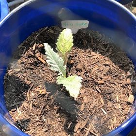 Photo of the plant species Globe artichoke by @GardenGirl104 named Michelle Branch on Greg, the plant care app