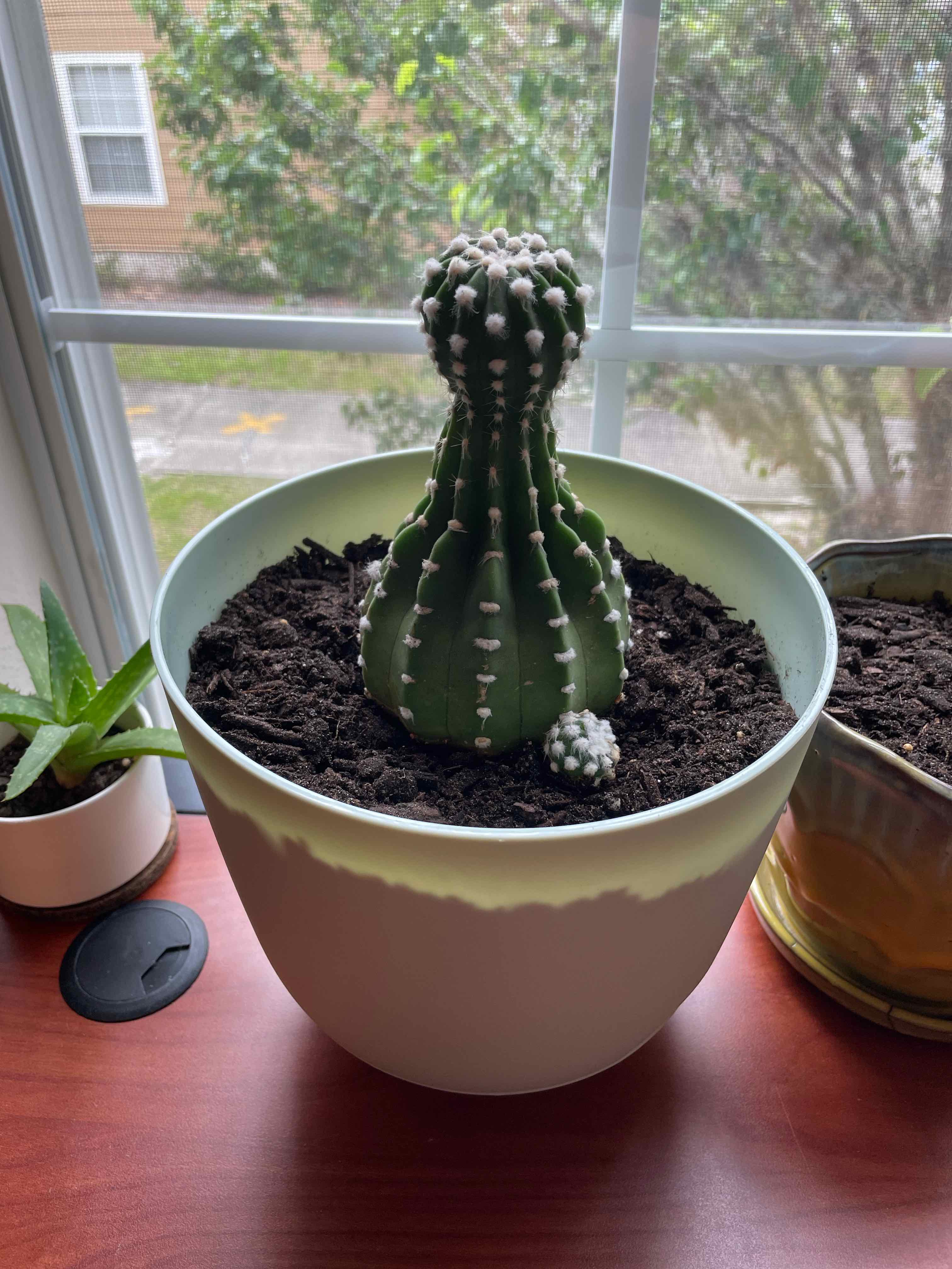 Domino Cactus in a pot on a windowsill with visible soil and no signs of distress.