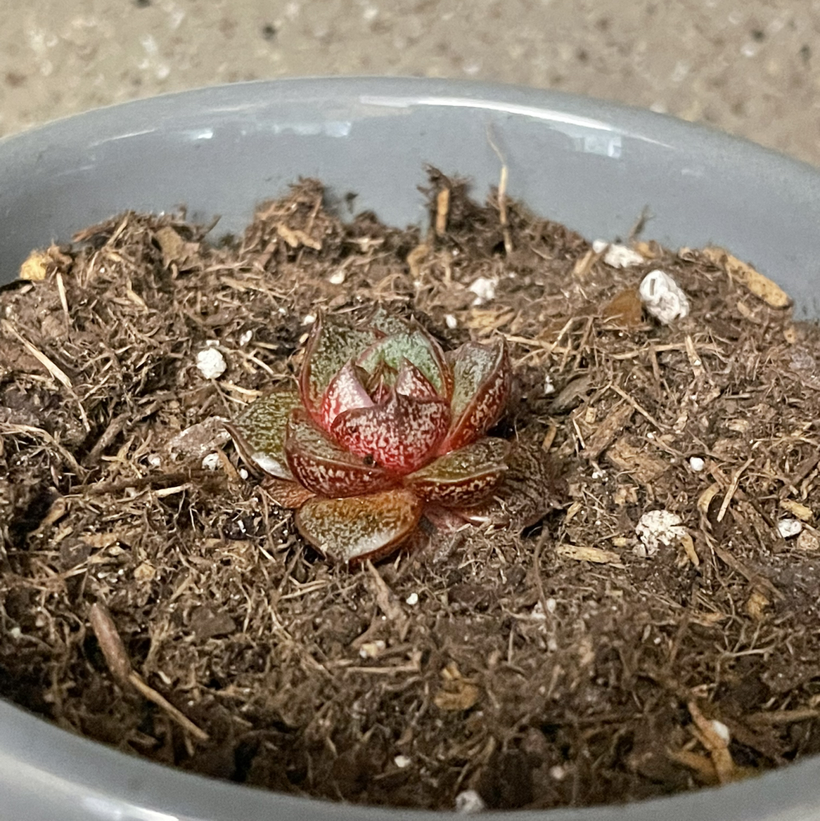 Echeveria purpusiorum plant photo by @noahcarrier named Junior on Greg, the plant care app.