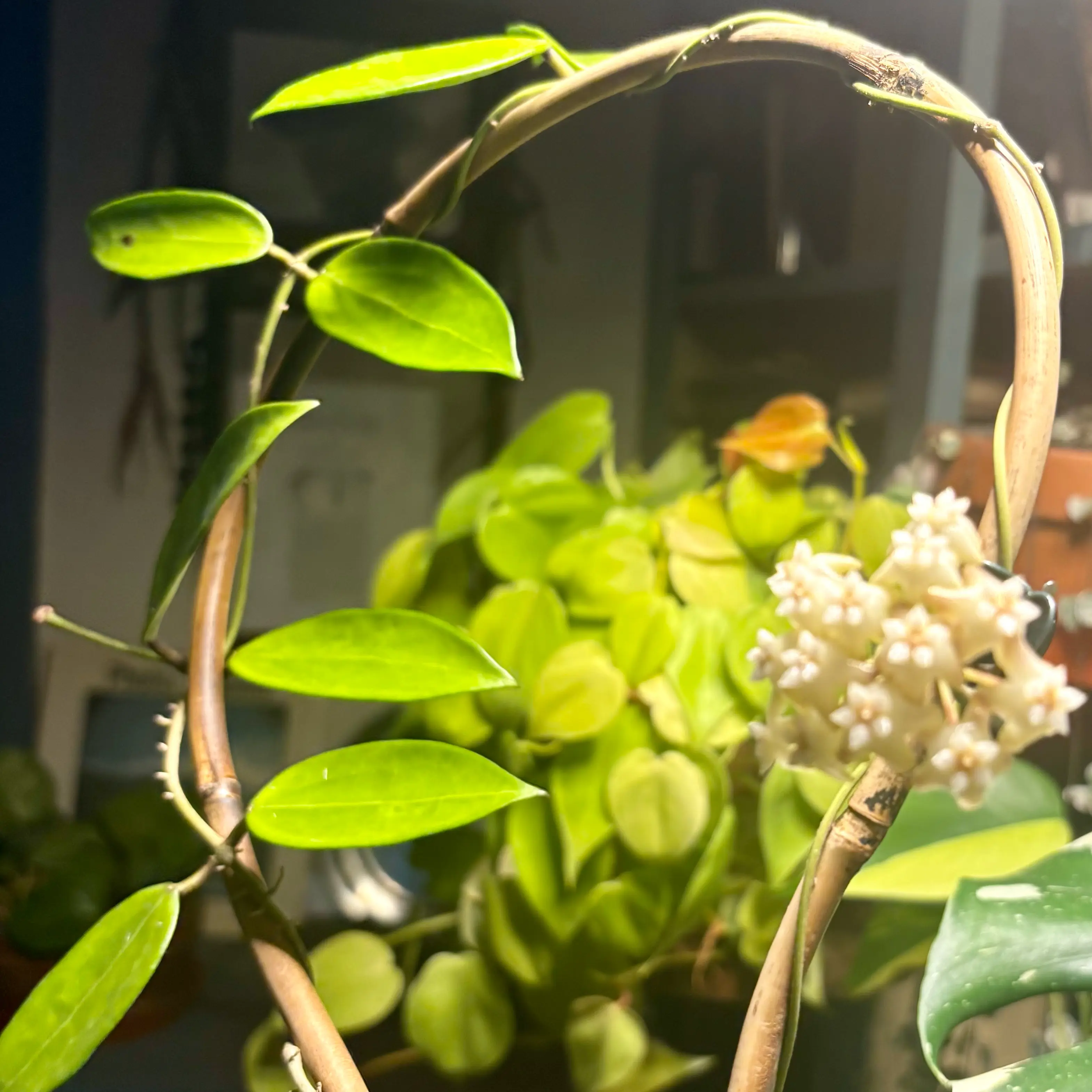 Photo of the plant species Hoya Greenii by @CoriVanSwae named Hoya Reverted Silver Lady on Greg, the plant care app