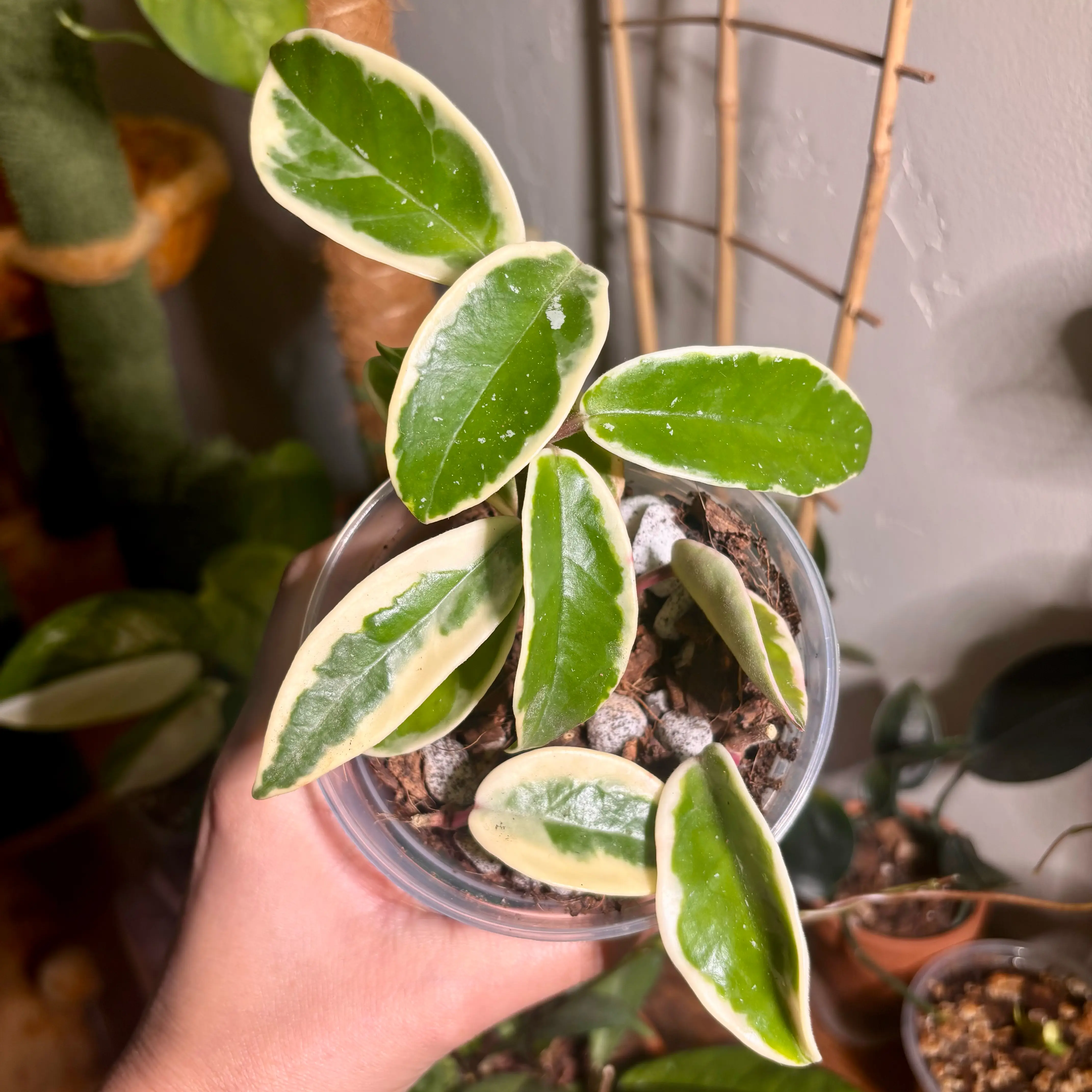 Photo of the plant species Hoya Suzie Q by @CoriVanSwae named Hoya Suzie Q on Greg, the plant care app