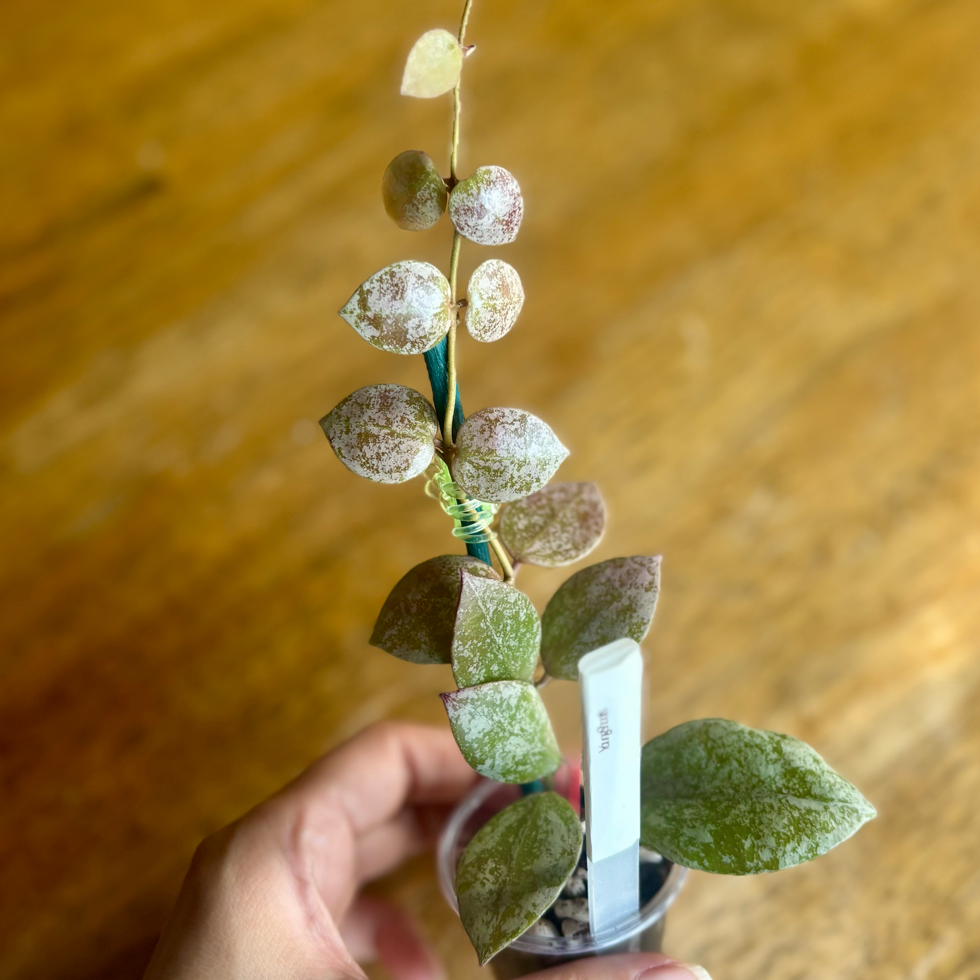 Photo of the plant species Hoya walliniana by @CoriVanSwae named Hoya Walliniana Silver on Greg, the plant care app