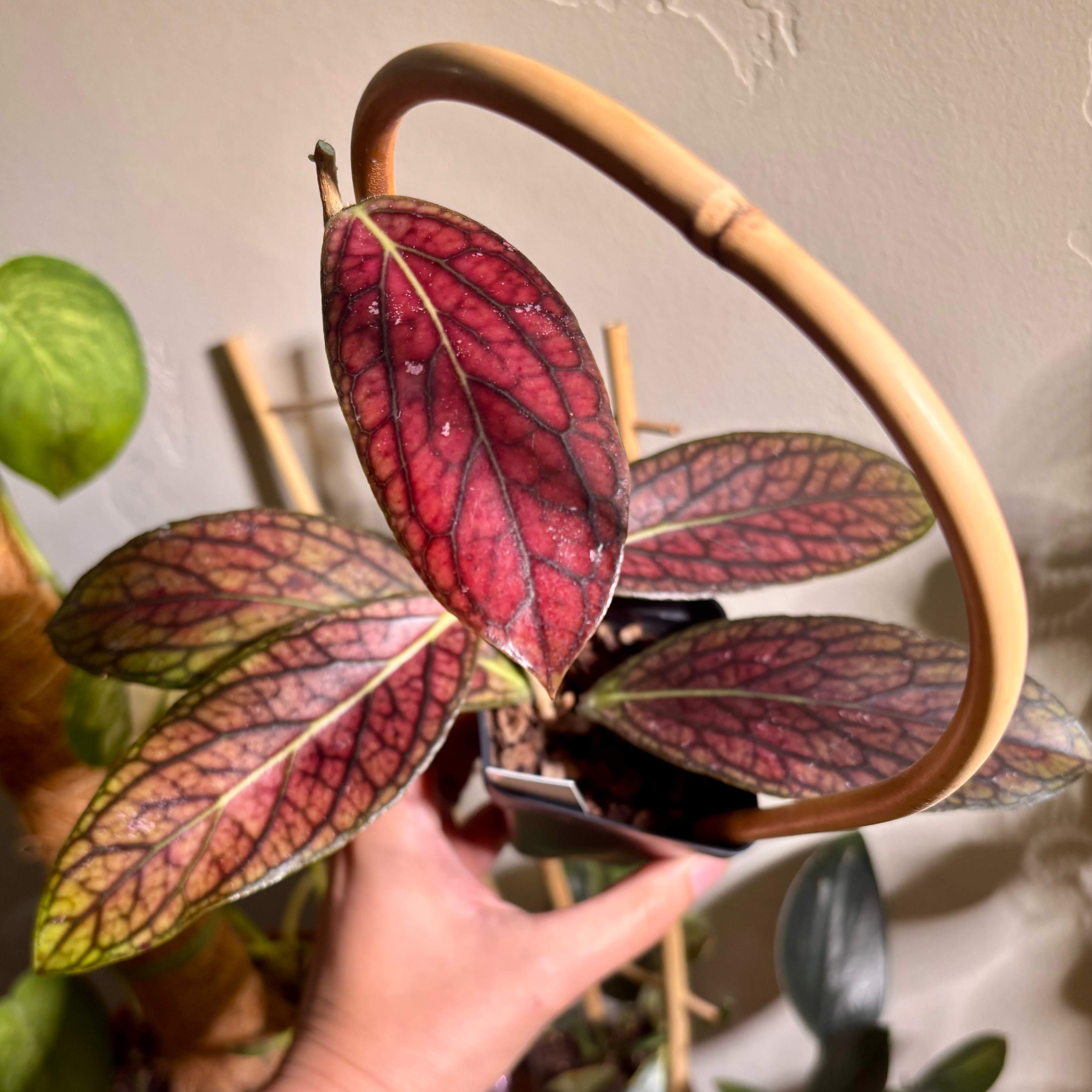 Photo of the plant species Hoya Tanggamus by @CoriVanSwae named Hoya Tanggamus on Greg, the plant care app