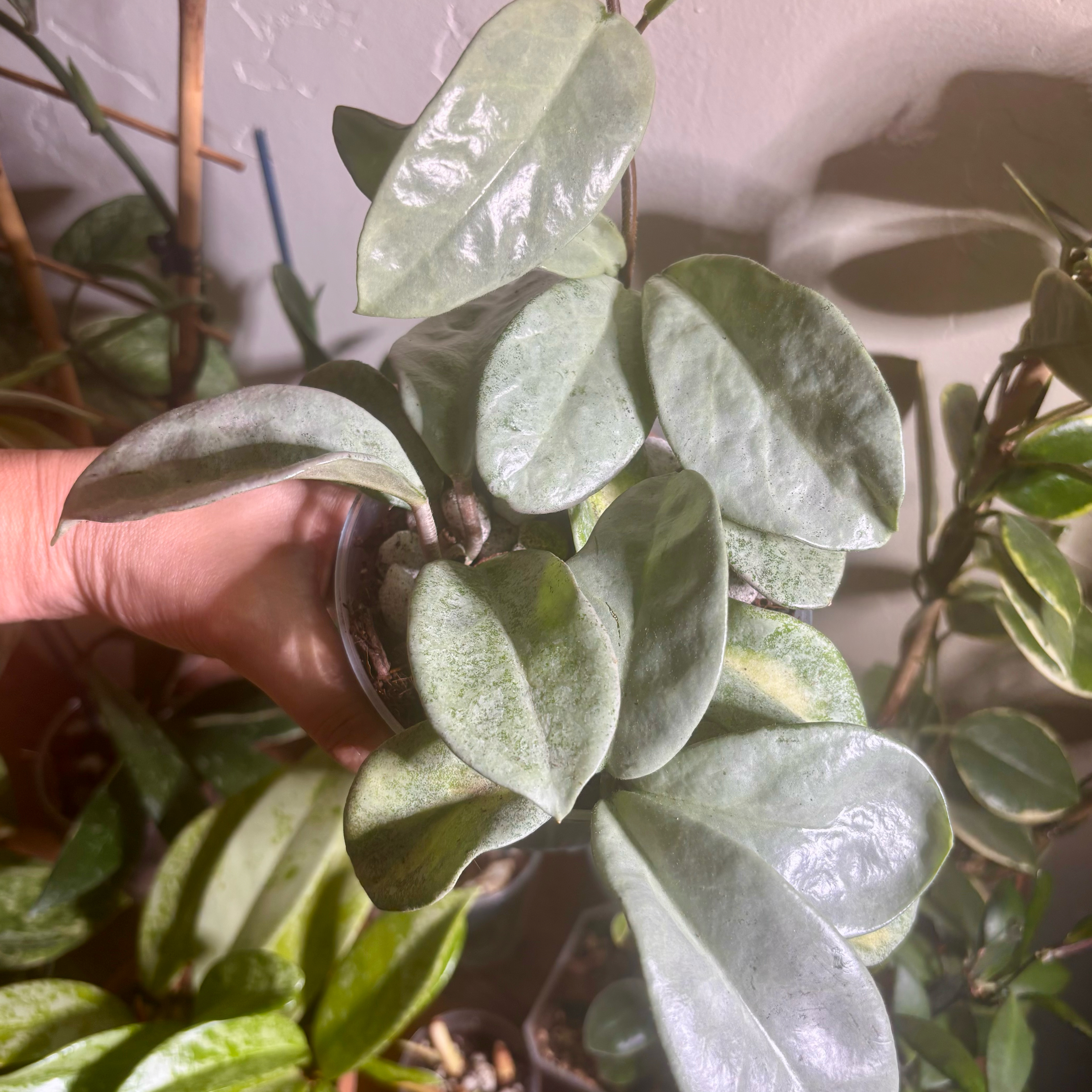 Photo of the plant species Waxplant by @CoriVanSwae named Hoya Nova Ghost on Greg, the plant care app
