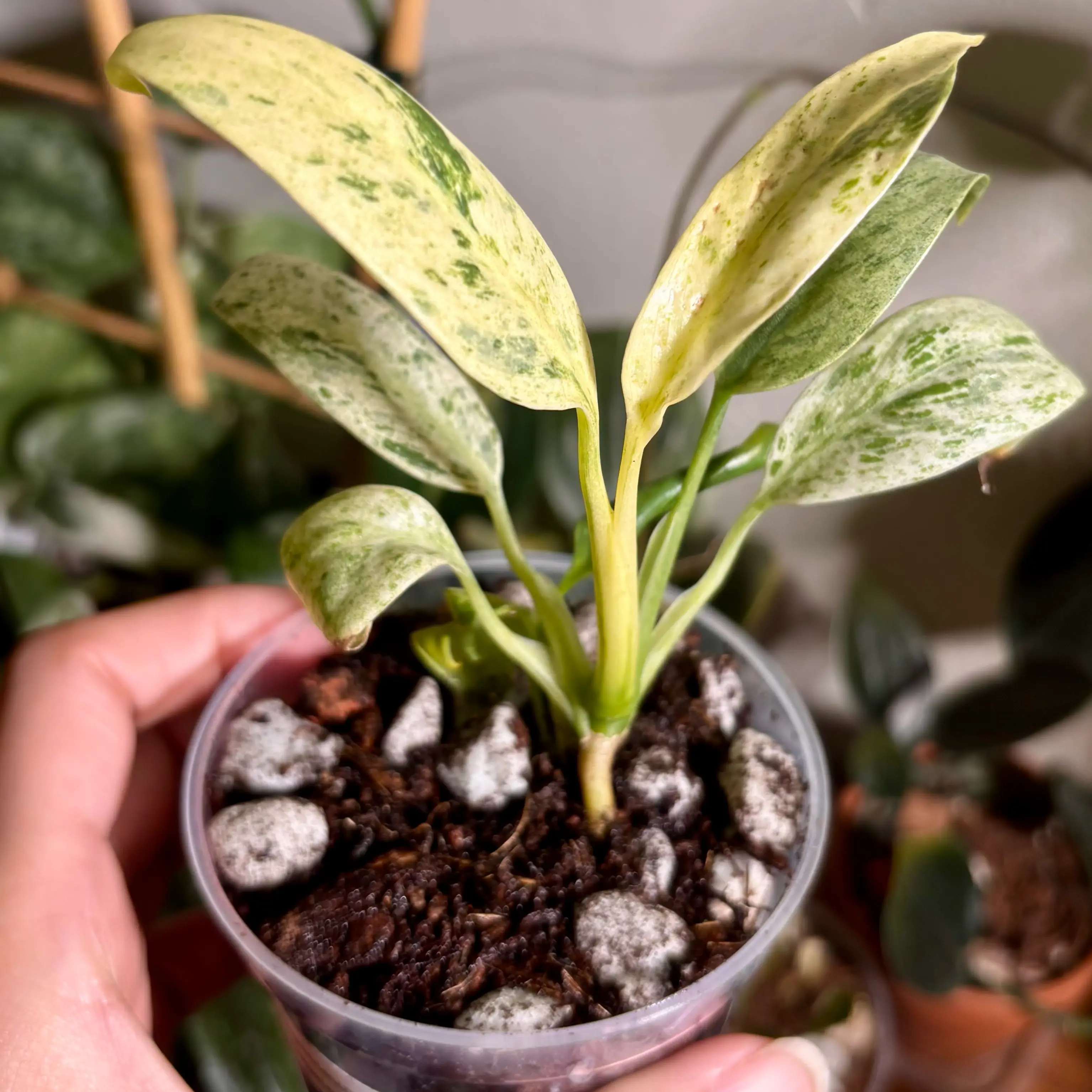 Photo of the plant species Epipremnum giganteum by @CoriVanSwae named Epipremnum Giganteum on Greg, the plant care app