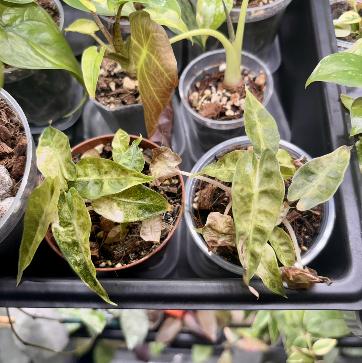 Photo of the plant species Alocasia Polly Aurea by @CoriVanSwae named Alocasia Polly Aurea on Greg, the plant care app