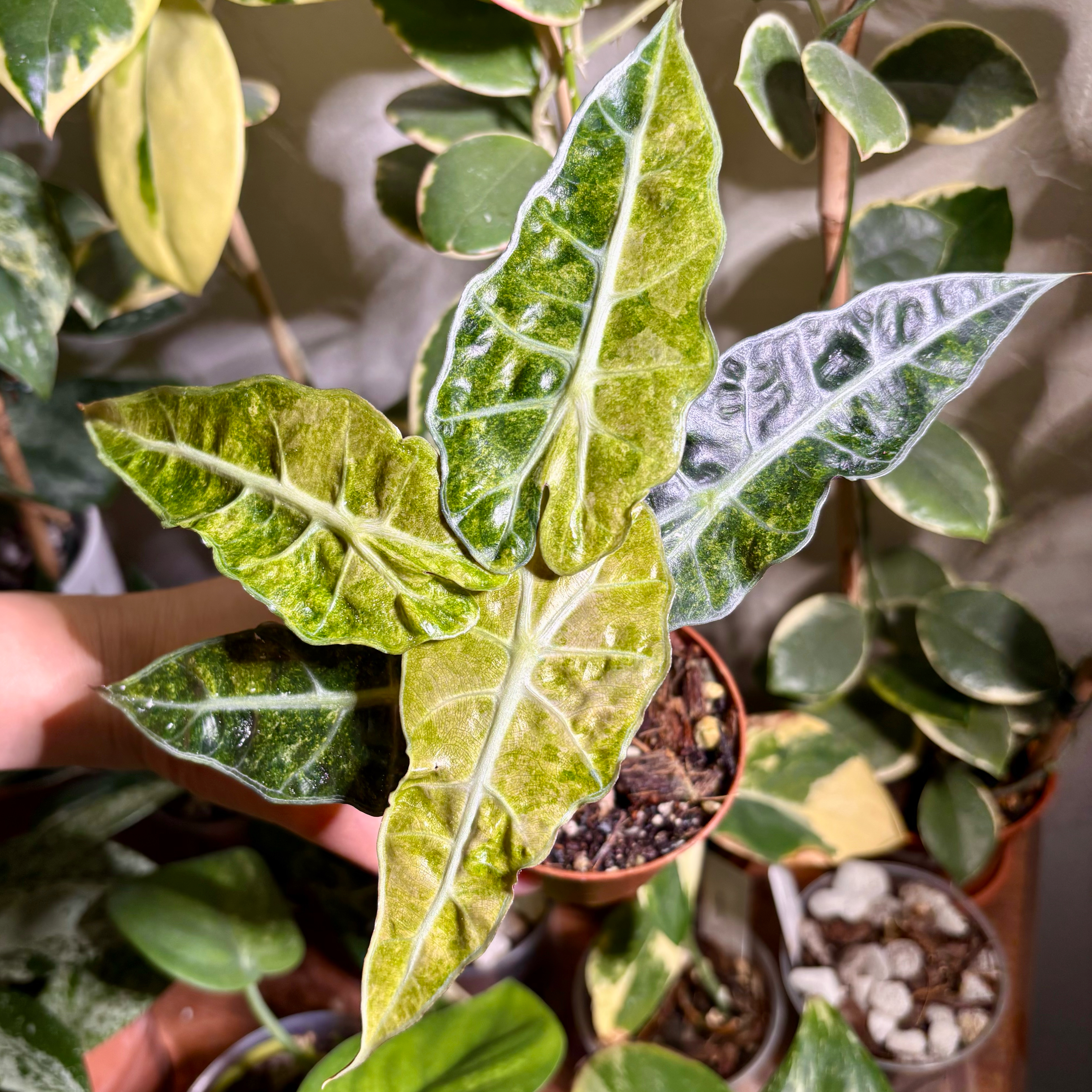 Photo of the plant species Alocasia Polly Aurea by @CoriVanSwae named Alocasia Polly Aurea on Greg, the plant care app