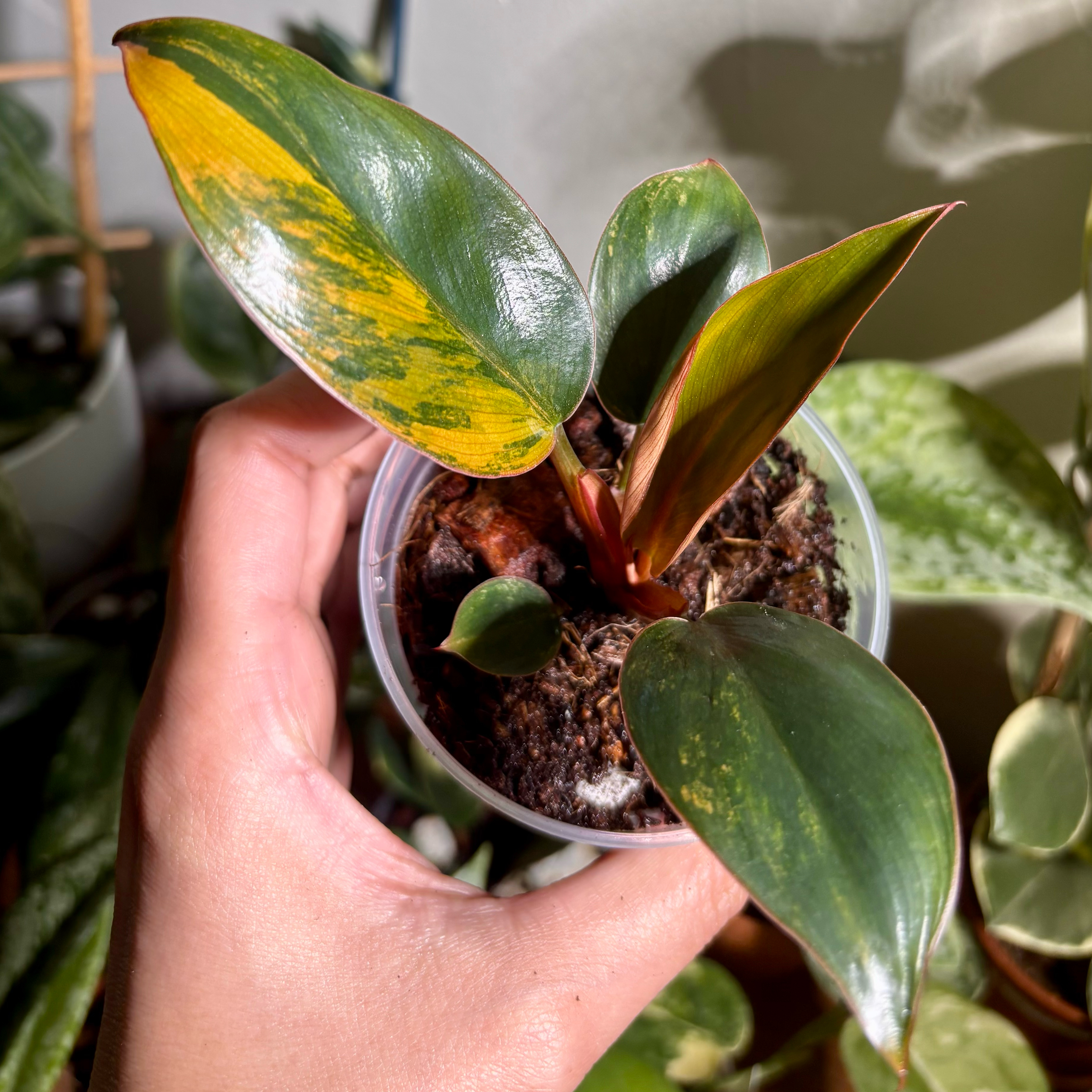 Photo of the plant species Red Congo Variegated by @CoriVanSwae named Philodendron Red Congo Variegated on Greg, the plant care app