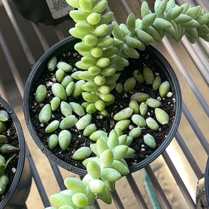 Graptosedum 'Blue Giant' succulent in a small pot with visible soil, healthy and well-framed.