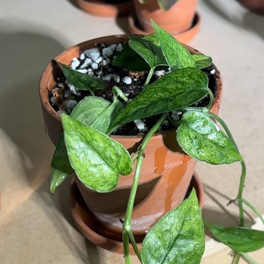 Photo of the plant species Epipremnum 'Cebu Mint' by @CoriVanSwae named Elina on Greg, the plant care app