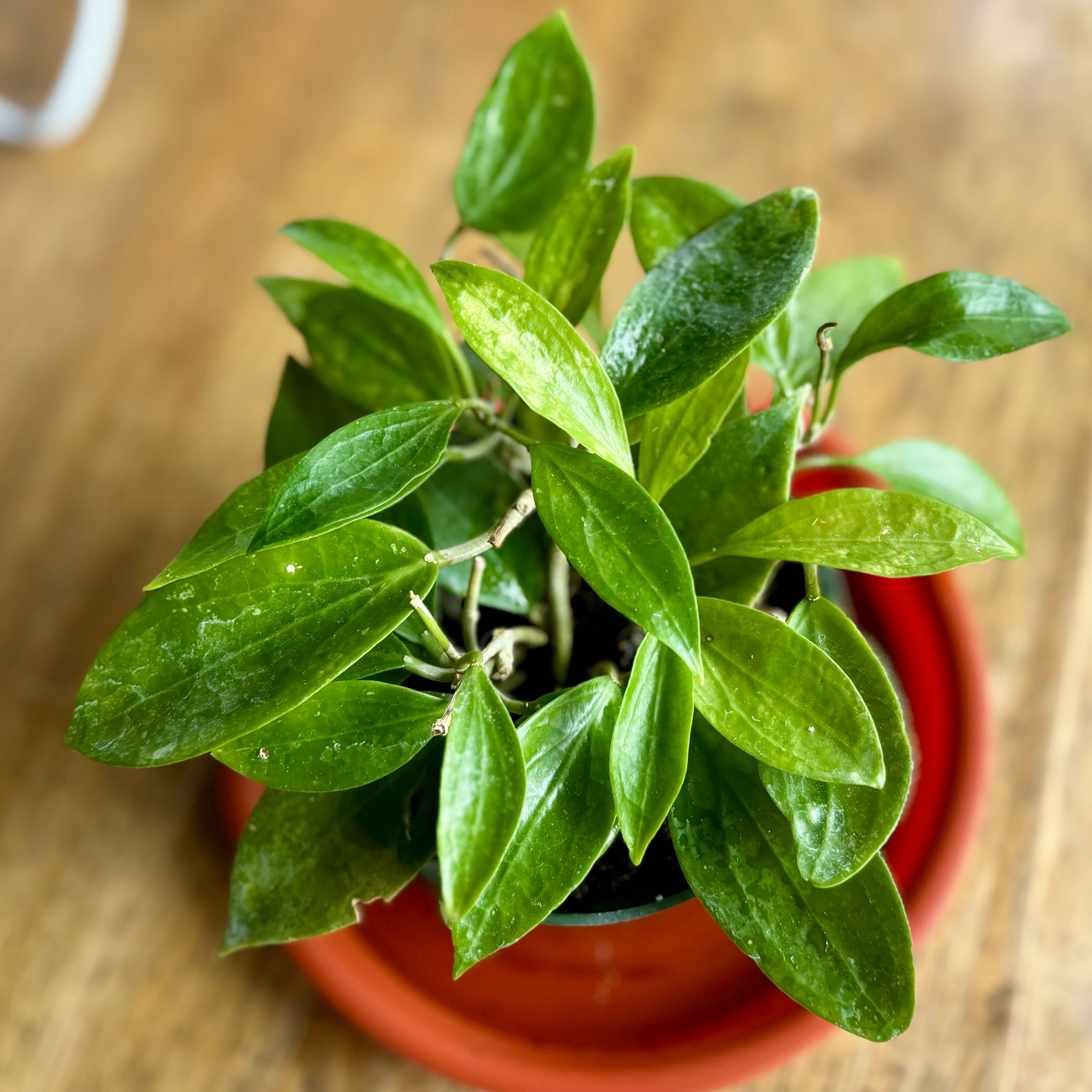 Photo of the plant species Hoya limoniaca by @CoriVanSwae named Sherlock on Greg, the plant care app