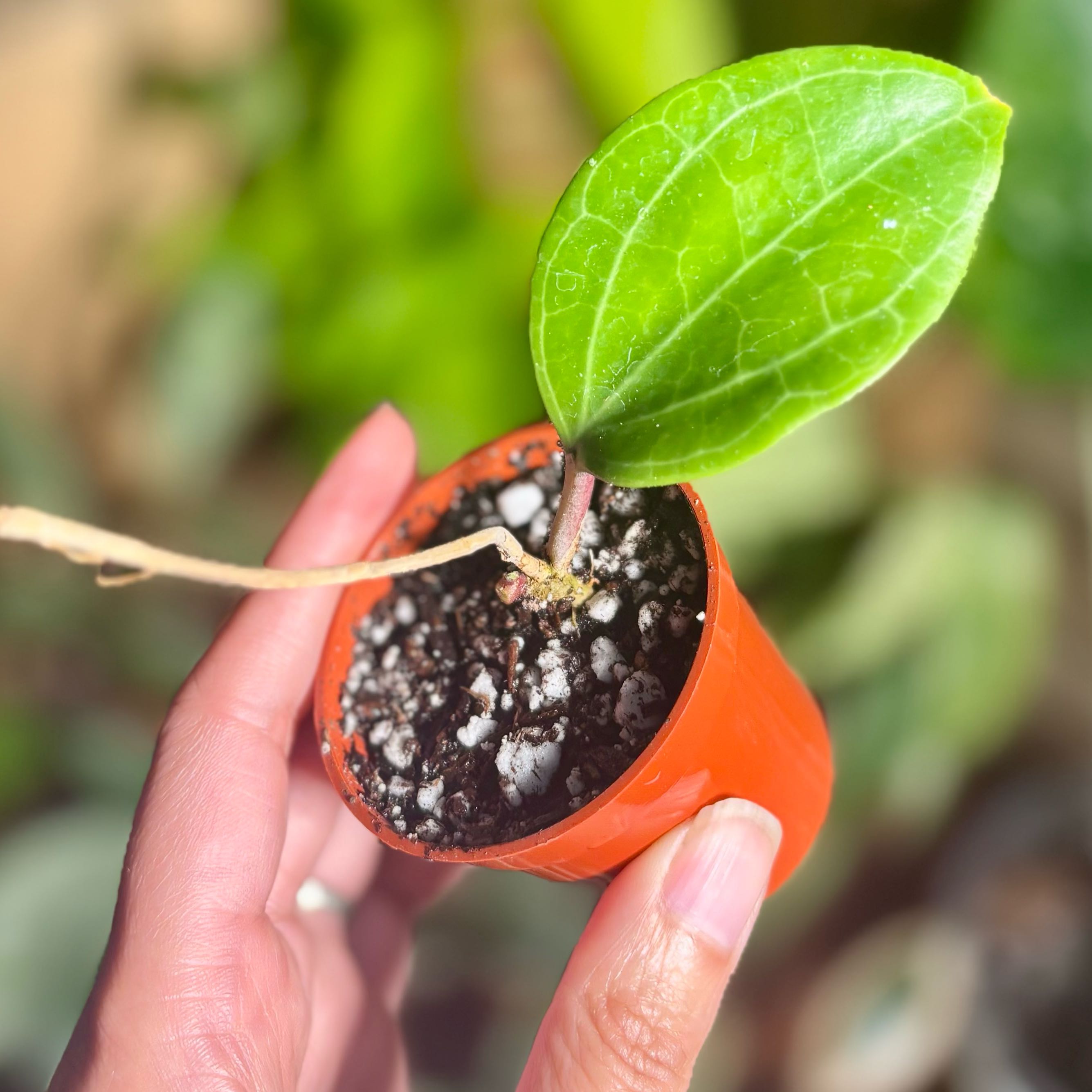 Photo of the plant species Hoya cominsii by @CoriVanSwae named Elle on Greg, the plant care app