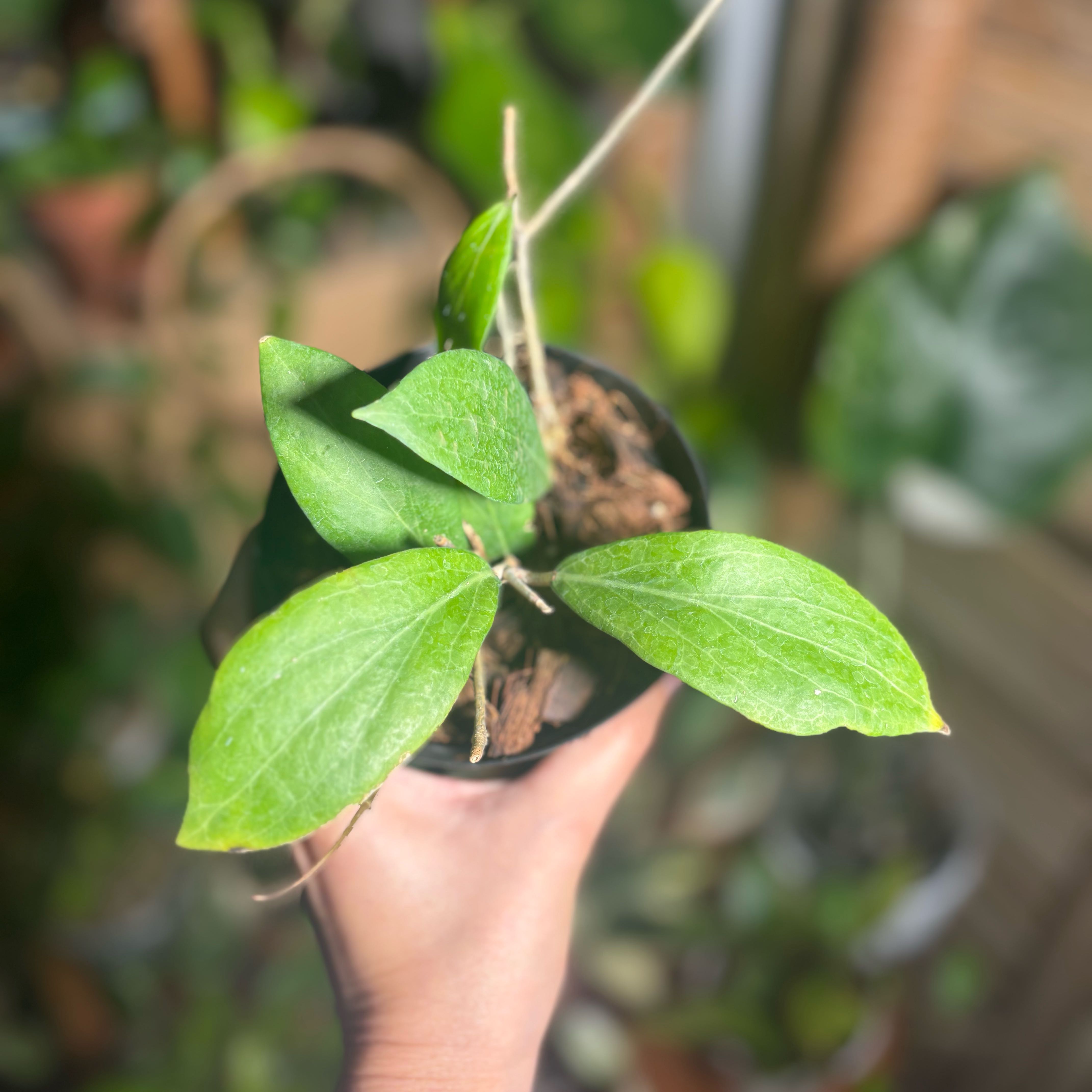 Photo of the plant species Hoya camphorifolia by @CoriVanSwae named Sol on Greg, the plant care app
