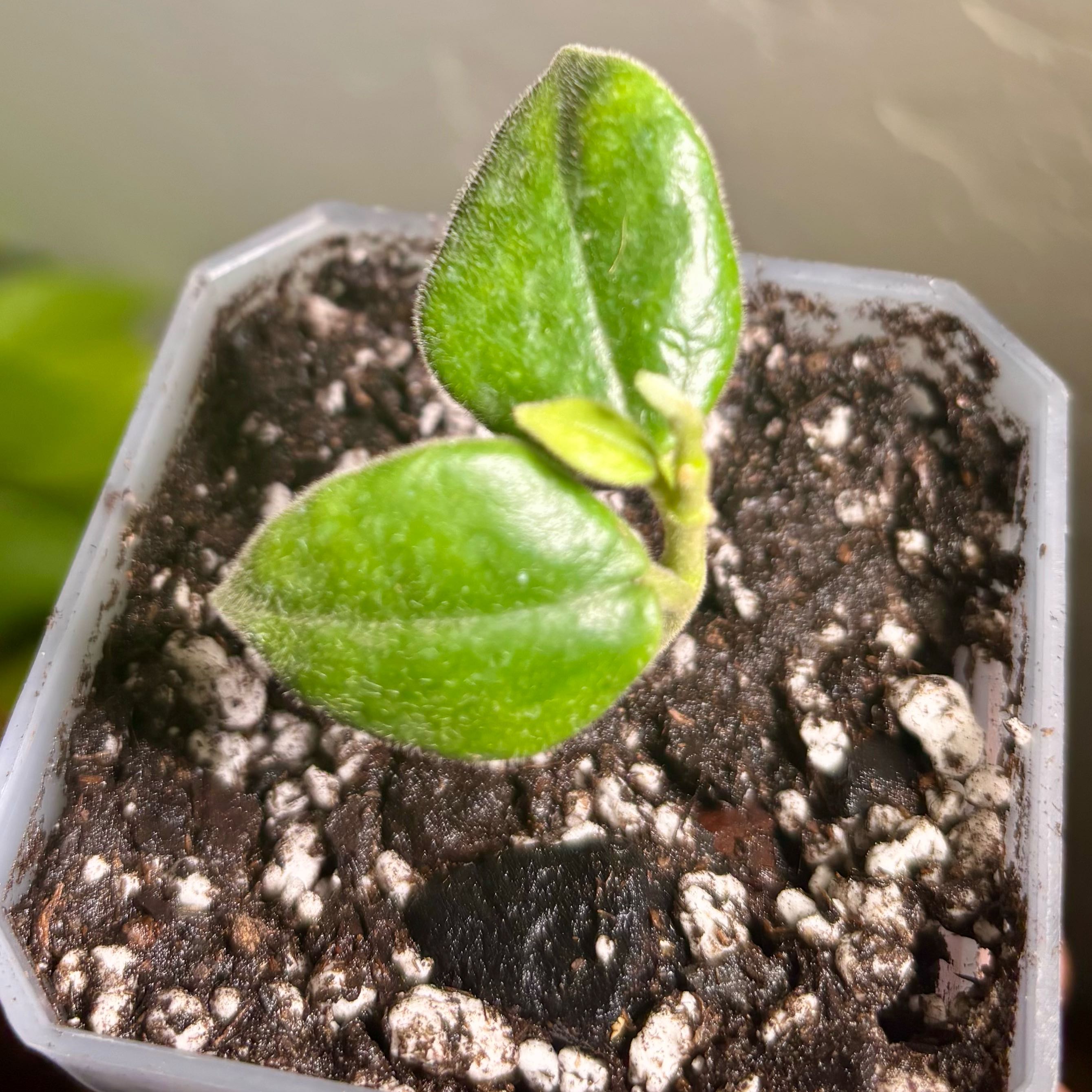 Photo of the plant species Black Hoya by @CoriVanSwae named Hoya Ciliata on Greg, the plant care app