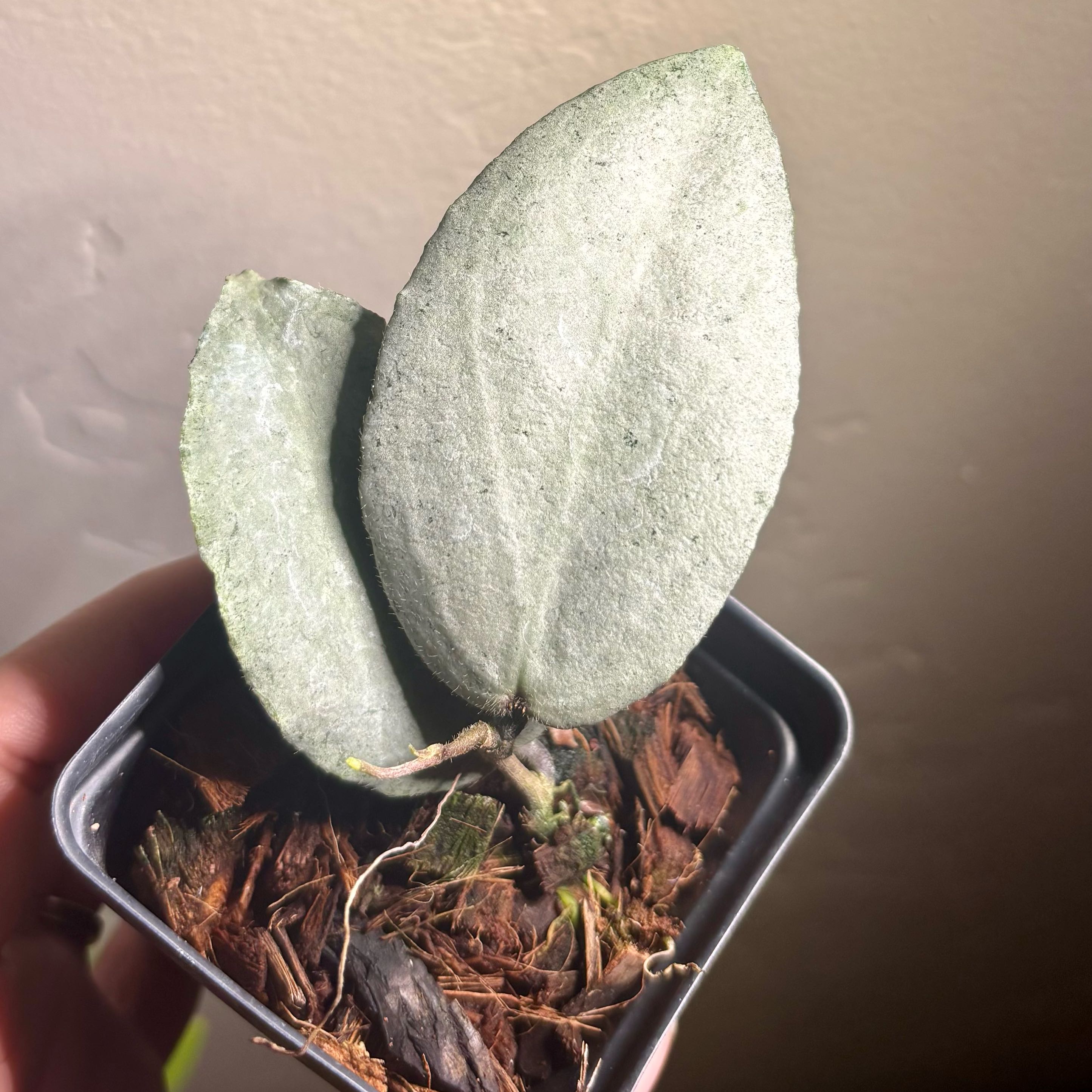 Photo of the plant species Hoya caudata 'Silver' by @CoriVanSwae named Hoya Caudata Argene on Greg, the plant care app