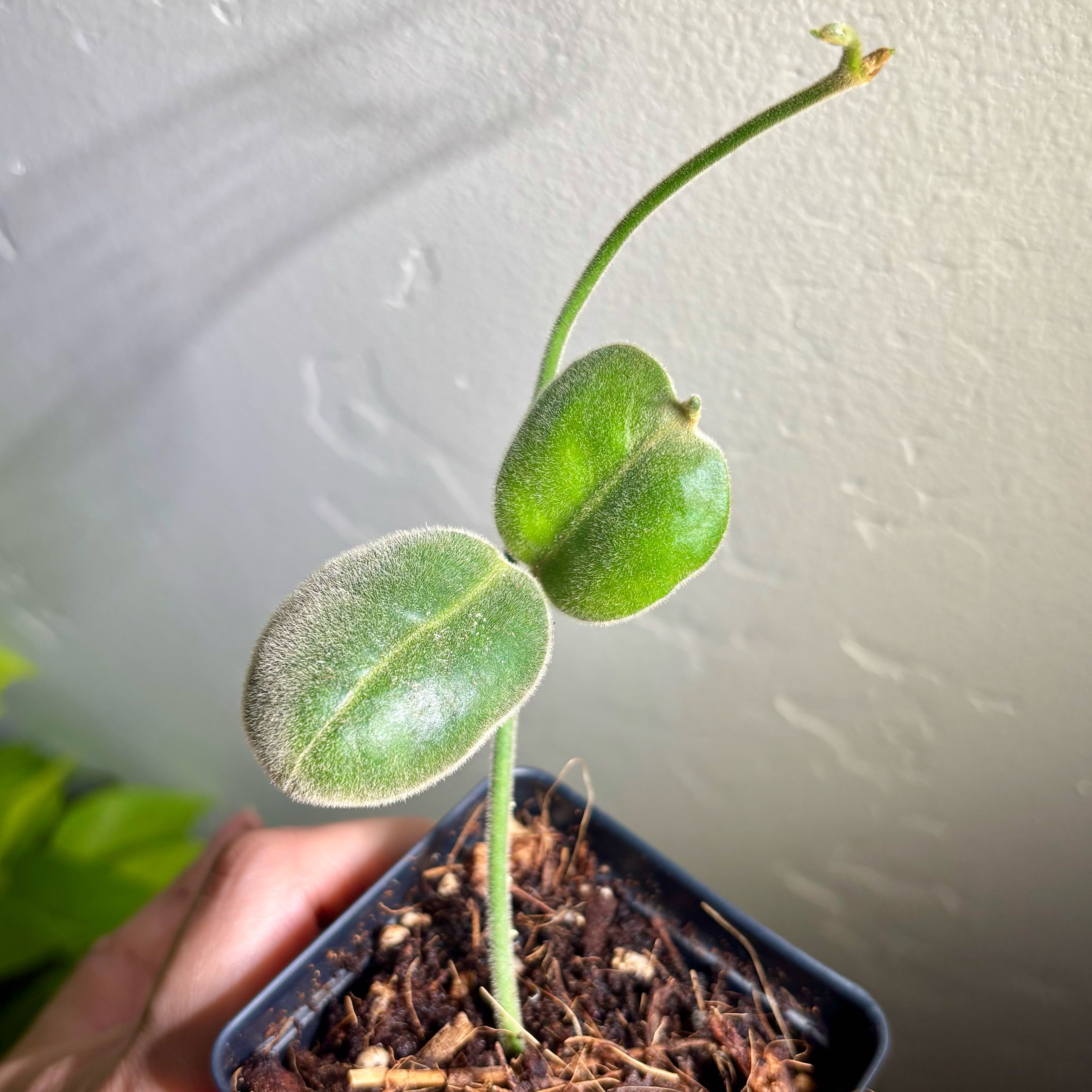 Photo of the plant species Dischidia lauterbachii by @CoriVanSwae named Hoya Lauterbachii on Greg, the plant care app