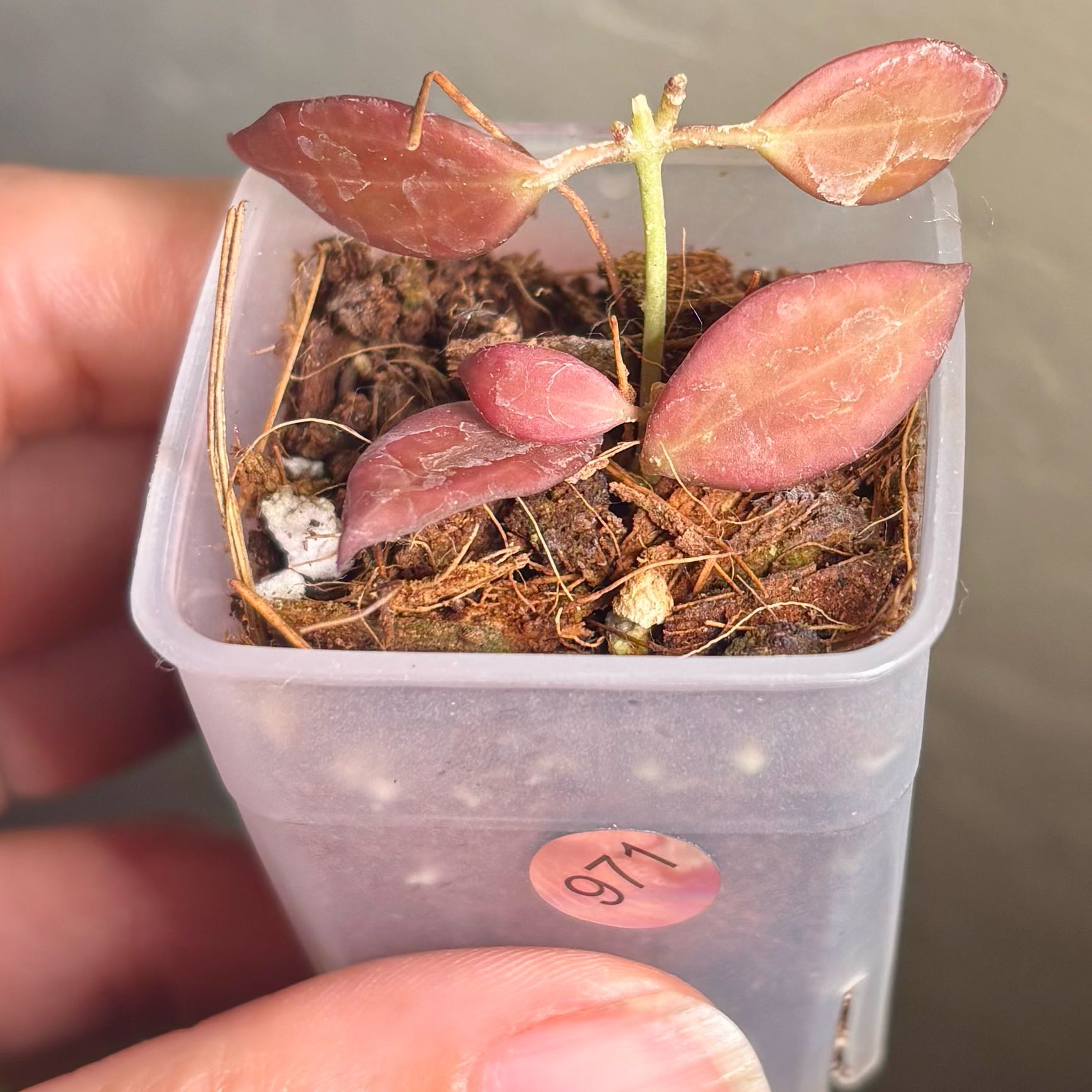 Photo of the plant species Hoya microdwarf NS12-323 by @CoriVanSwae named Hoya Microdwarf on Greg, the plant care app
