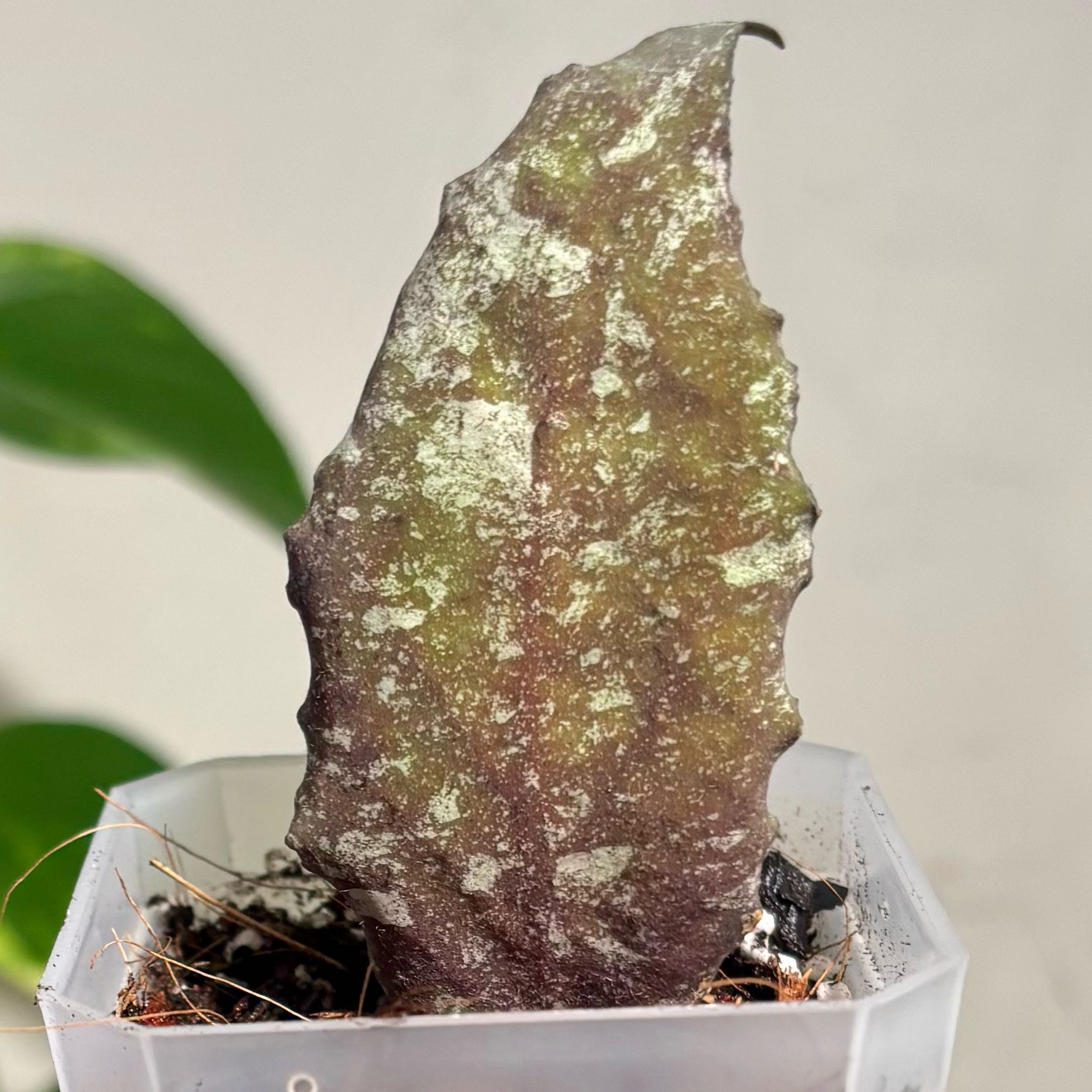 Photo of the plant species Hoya caudata 'Silver' by @CoriVanSwae named Hoya Caudata Gold (Red Leaves) on Greg, the plant care app