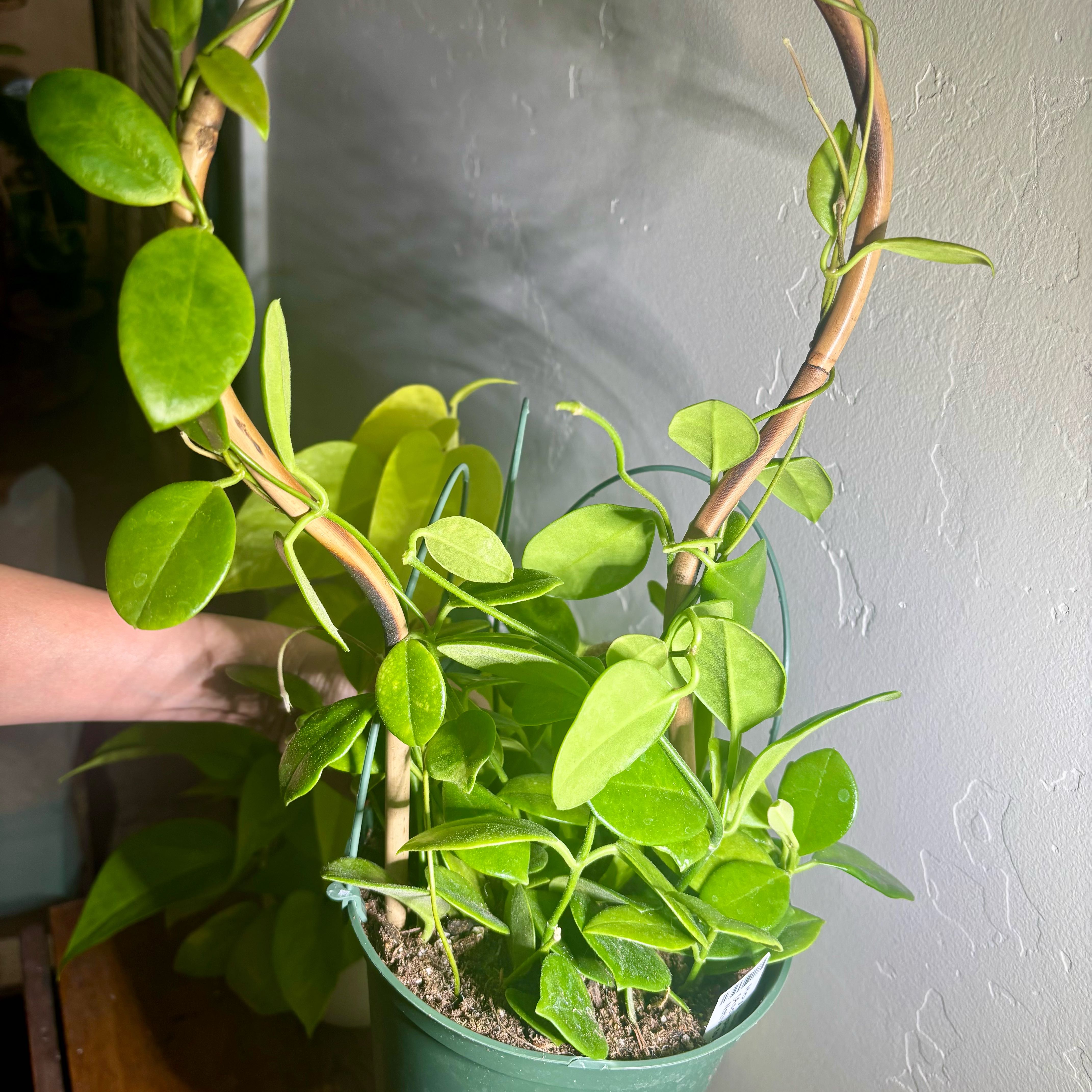 Photo of the plant species Hoya australis 'Keysii' by @CoriVanSwae named Orwell on Greg, the plant care app
