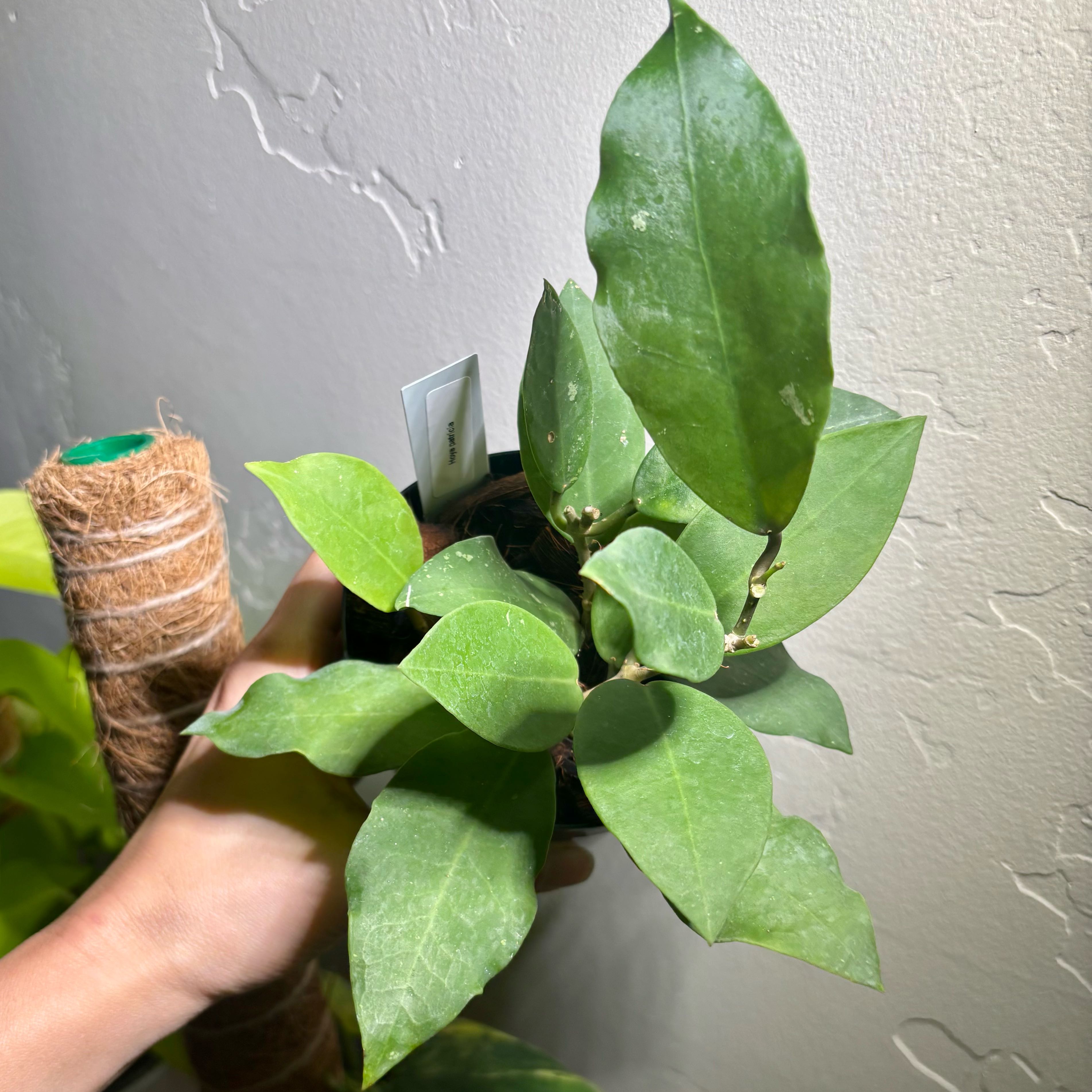 Photo of the plant species Hoya Patricia by @CoriVanSwae named Hoya Patricia on Greg, the plant care app