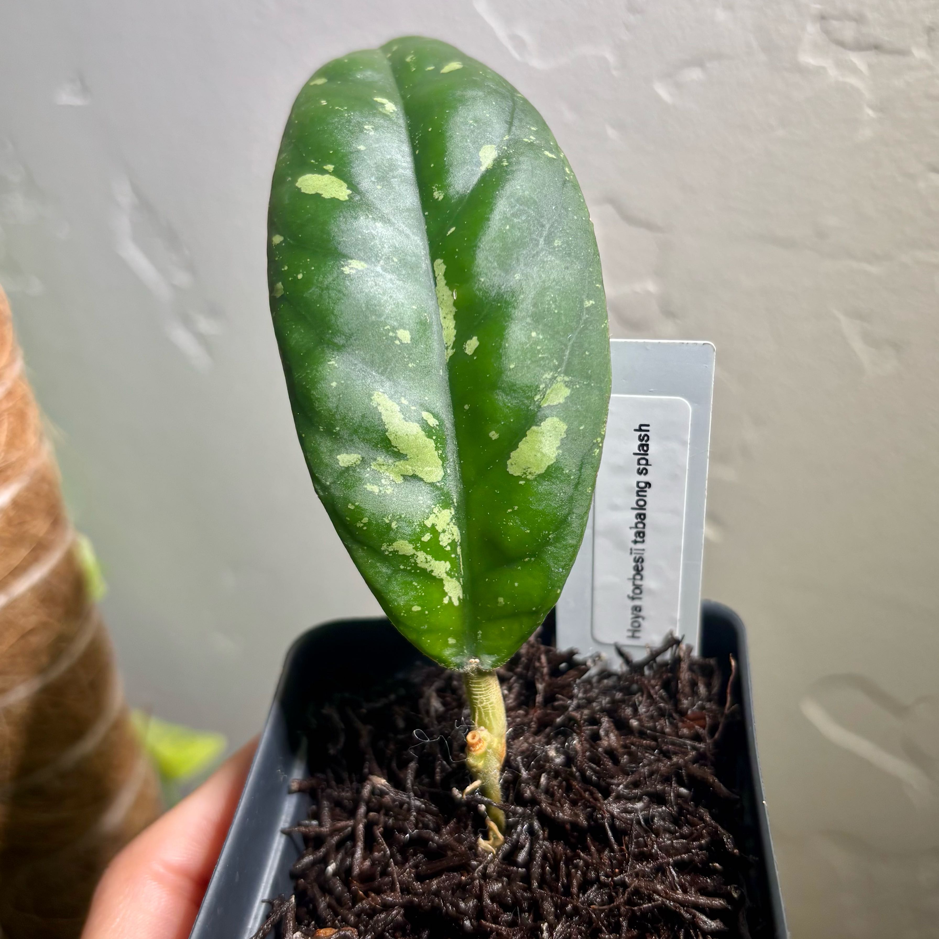 Photo of the plant species Hoya forbesii by @CoriVanSwae named Hoya sp Aceh Forbesii Tabalong Splash on Greg, the plant care app