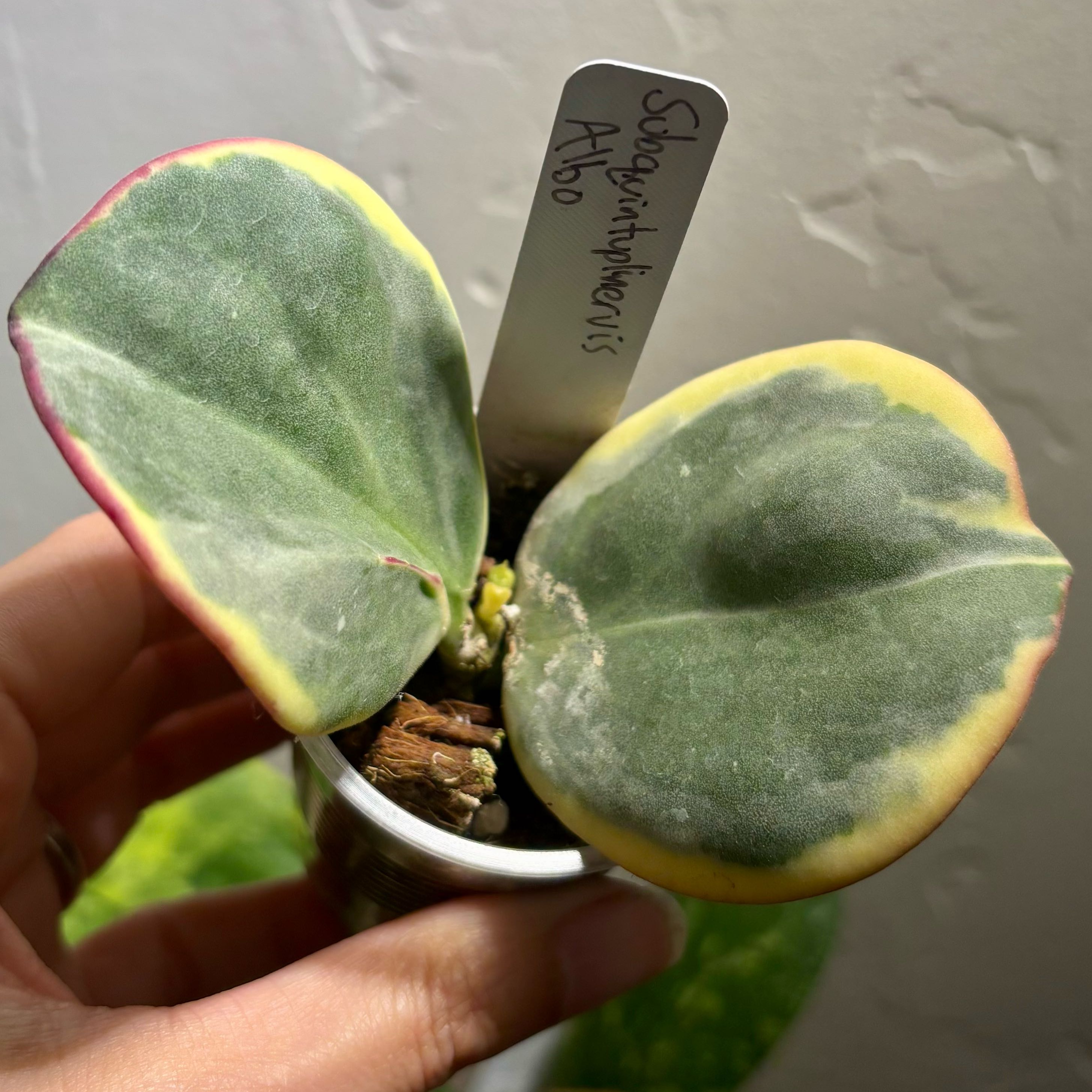 Photo of the plant species Hoya subquintuplinervis 'Outer Variegated' by @CoriVanSwae named Hoya Subquintuplinervis Albo on Greg, the plant care app
