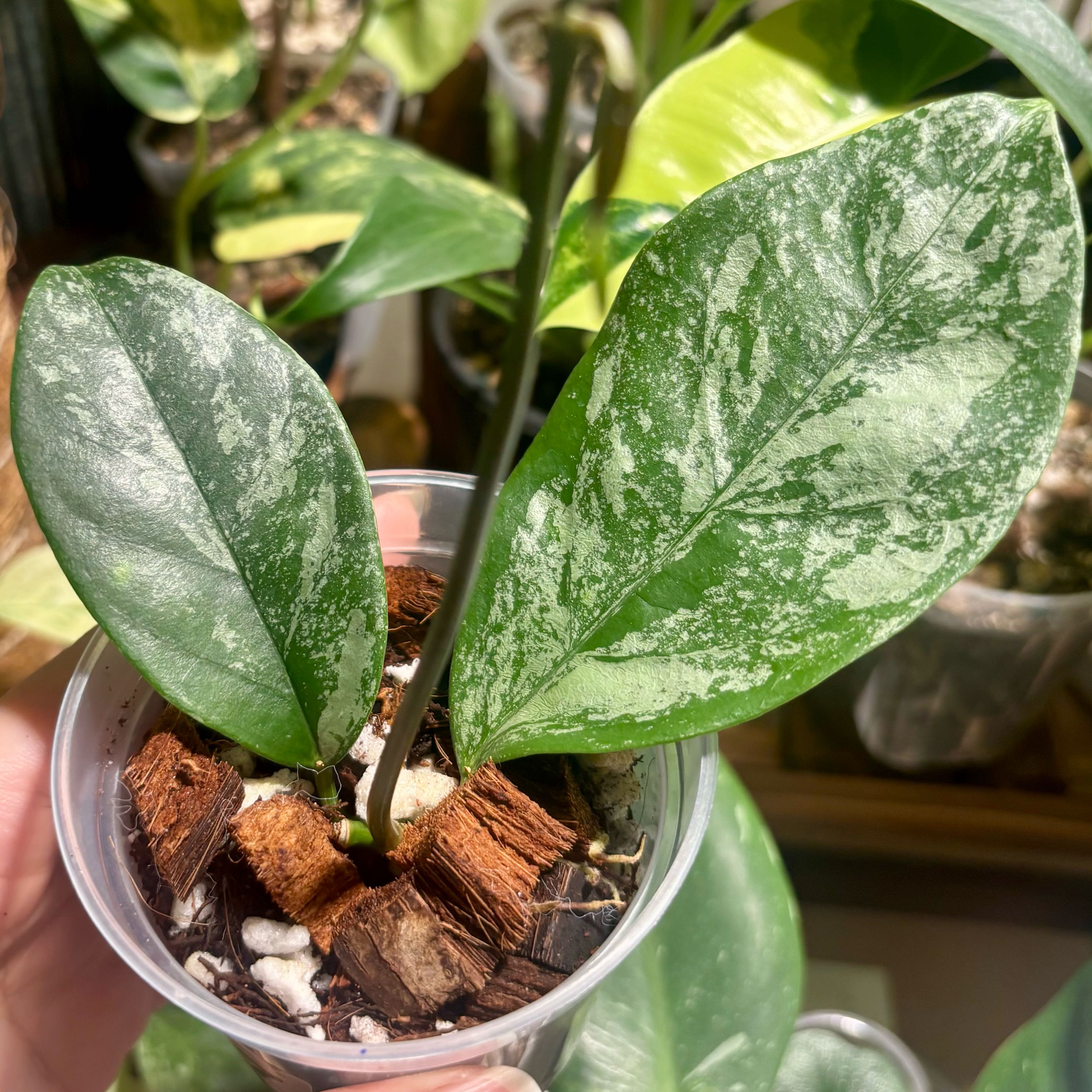 Photo of the plant species Hoya coriacea 'Silver' by @CoriVanSwae named Hoya Coricea Splash (reverted silver) on Greg, the plant care app
