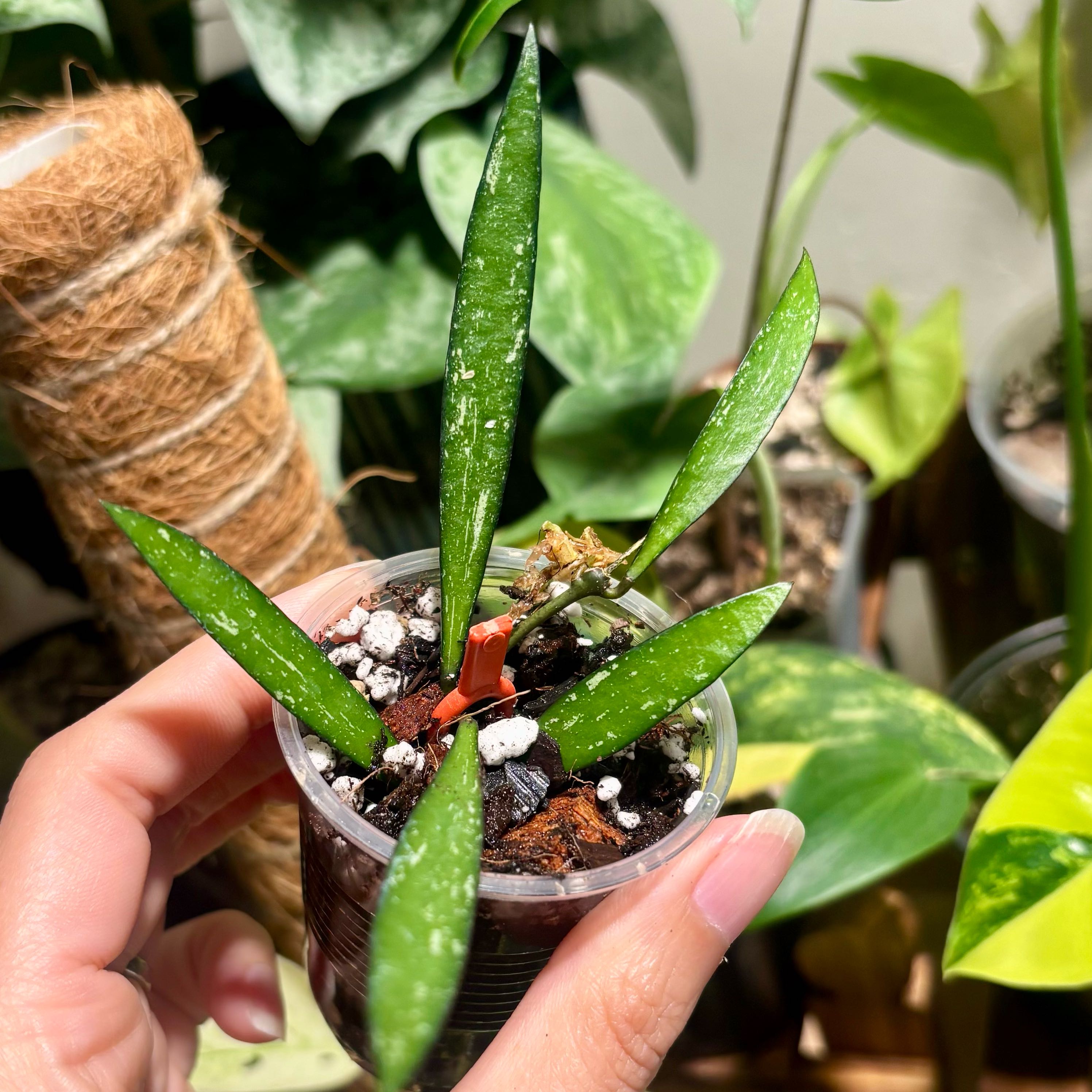 Photo of the plant species Long-Leaf Hoya by @CoriVanSwae named Hoya Bamboo on Greg, the plant care app
