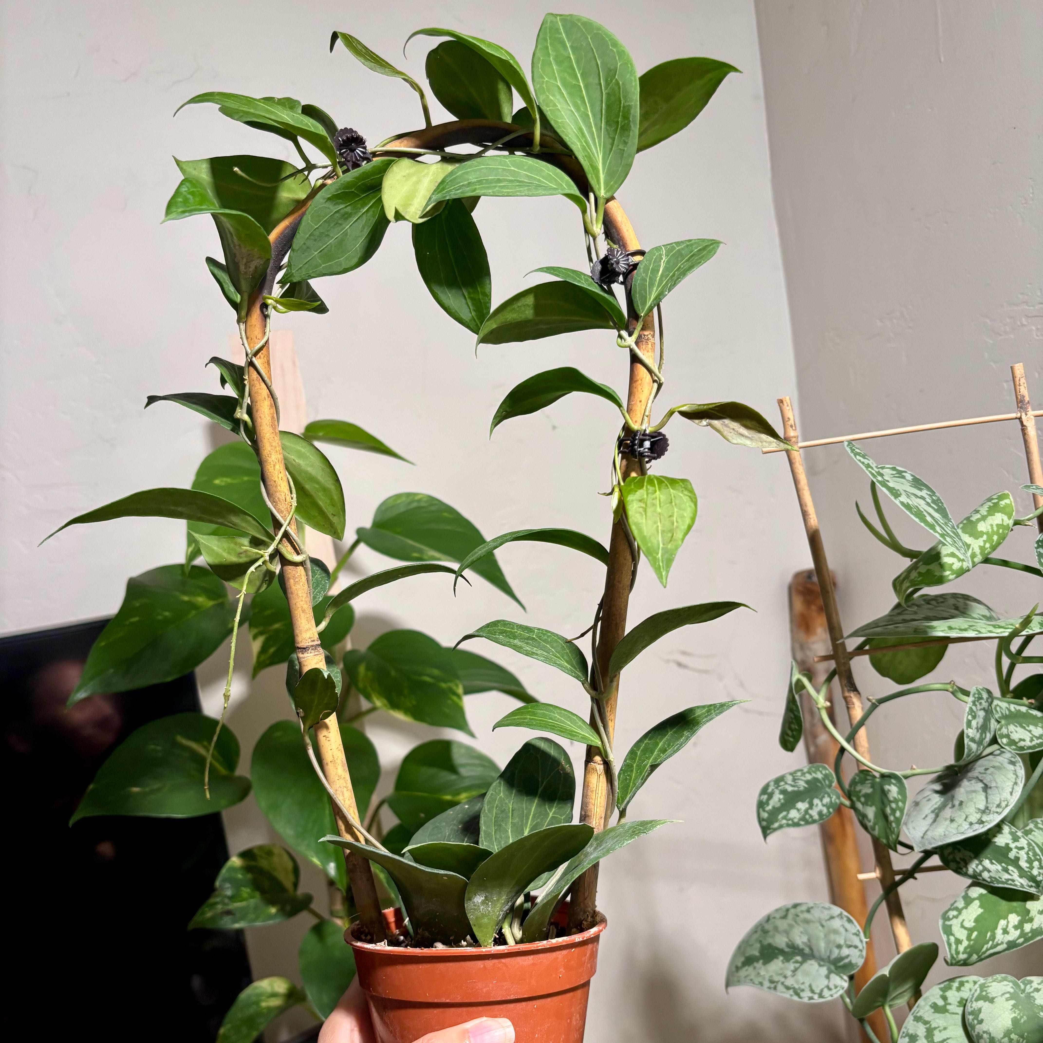 Photo of the plant species hoya potsii by @CoriVanSwae named Hoya Potsii on Greg, the plant care app