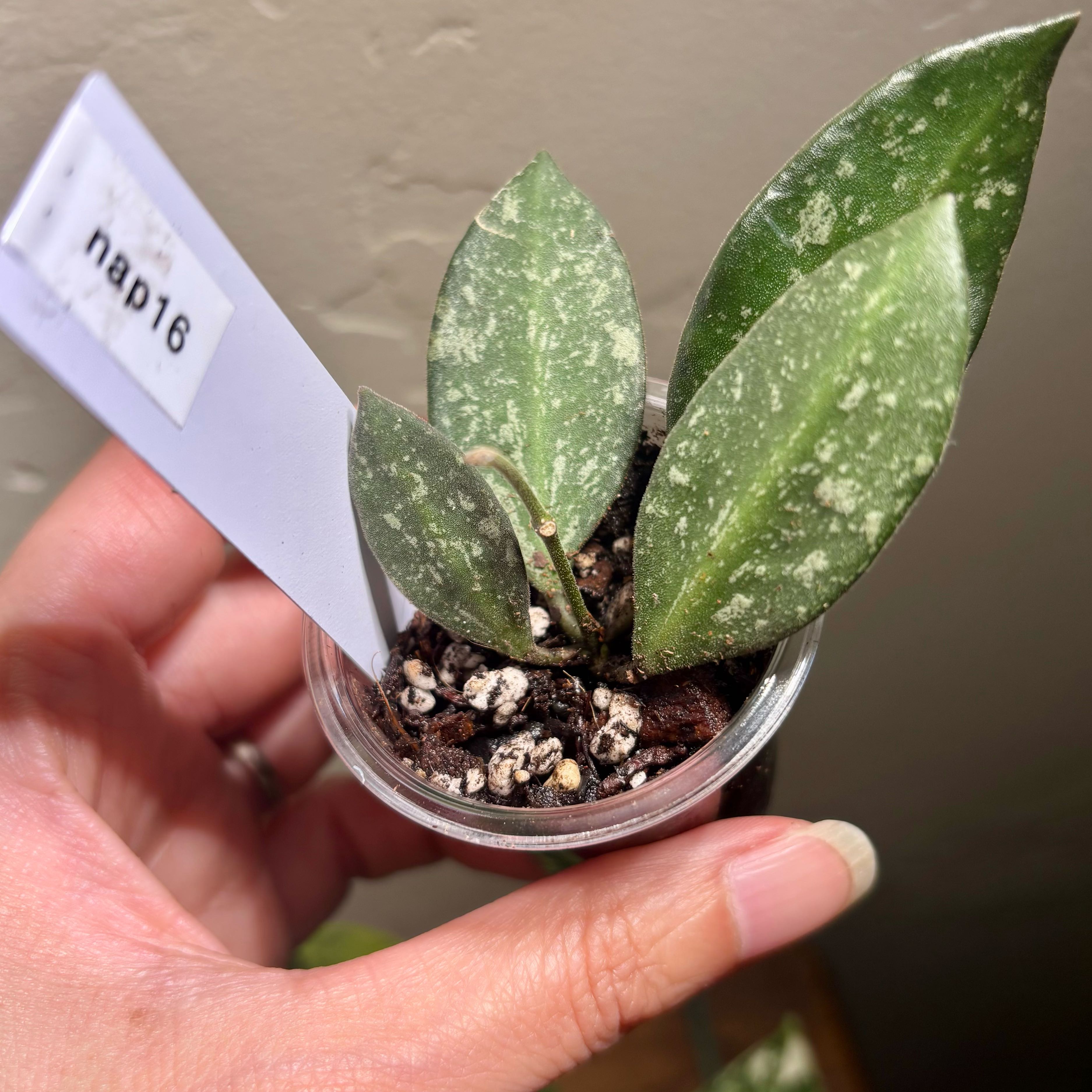 Photo of the plant species Hoya 'Memoria' by @CoriVanSwae named Hoya Nap 16 - Memoria X Rosita on Greg, the plant care app