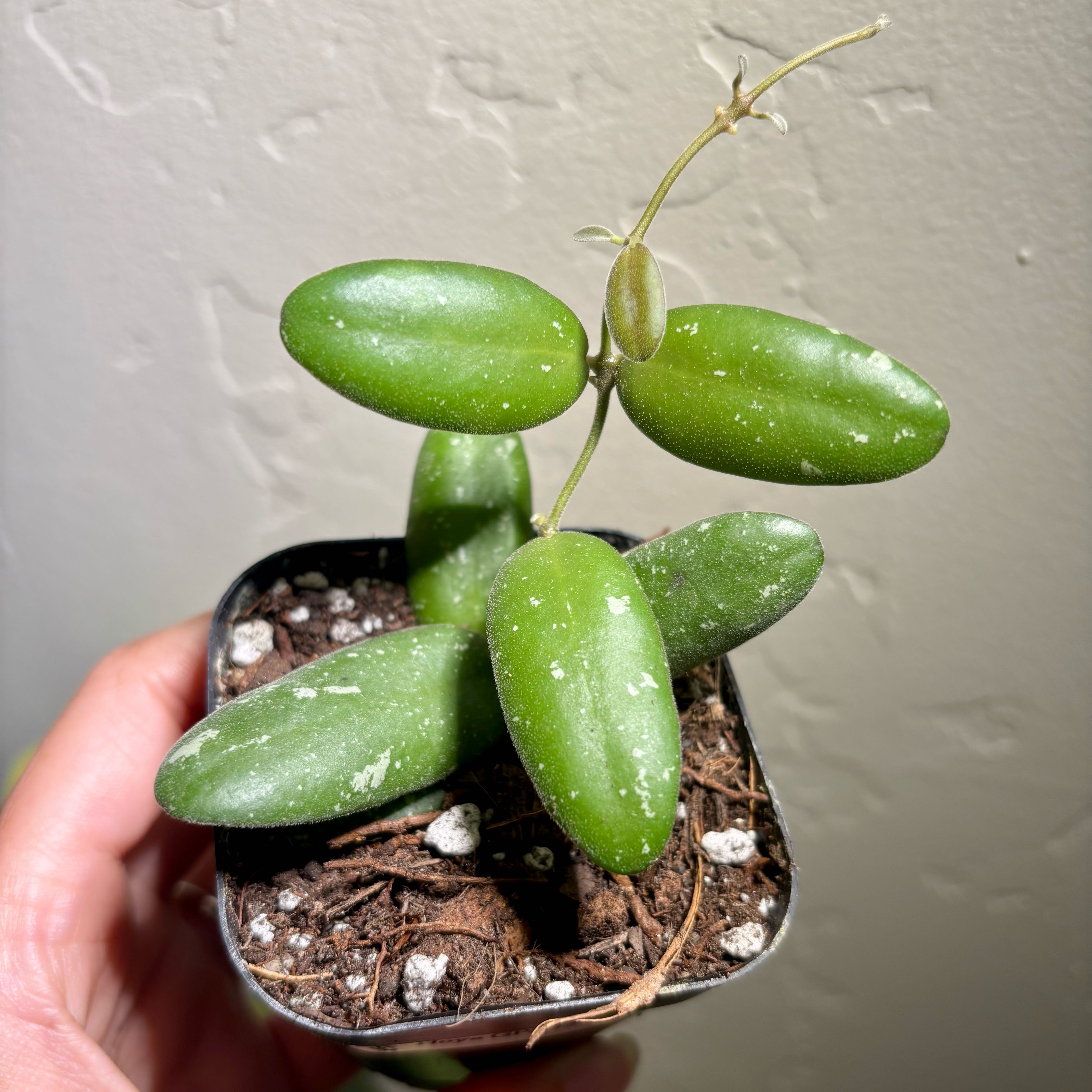 Photo of the plant species Hoya GPS 7240 by @CoriVanSwae named Hoya GPS-7240 on Greg, the plant care app