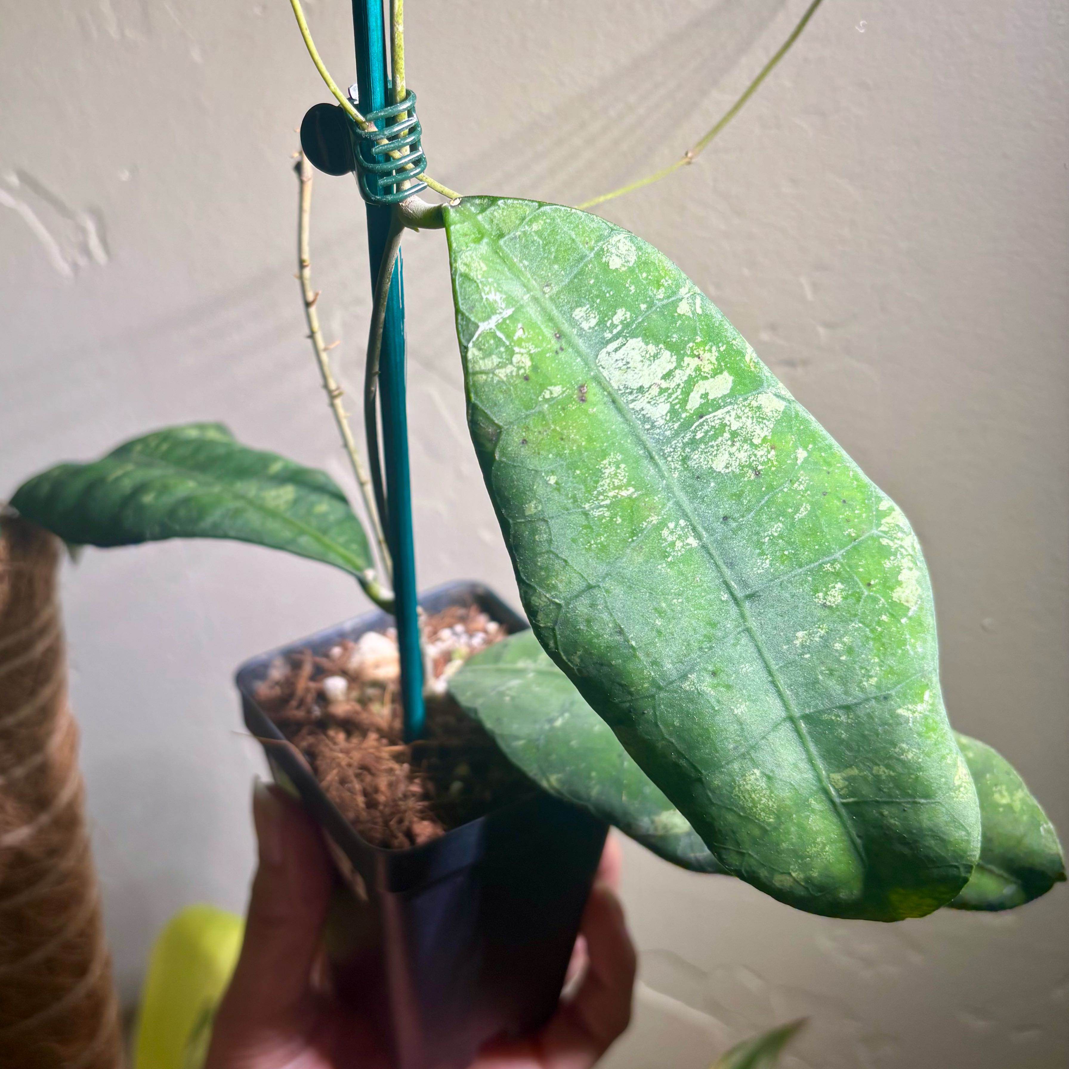 Photo of the plant species Hoya forbesii by @CoriVanSwae named Hoya Perak Teddy Bear on Greg, the plant care app