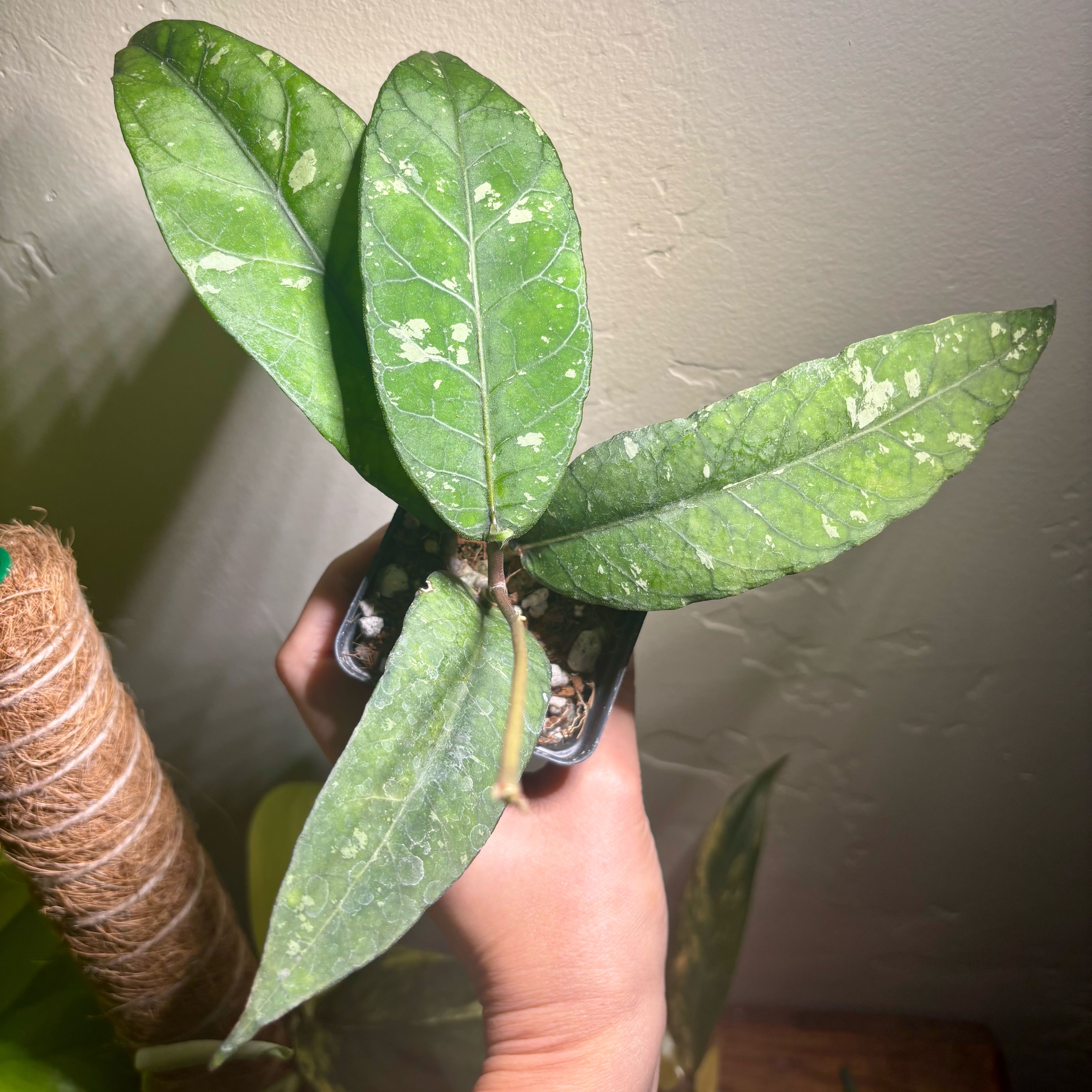 Photo of the plant species Hoya finlaysonii 'Dark Flower' by @CoriVanSwae named Hoya Sp Aceh Gayo Lues on Greg, the plant care app