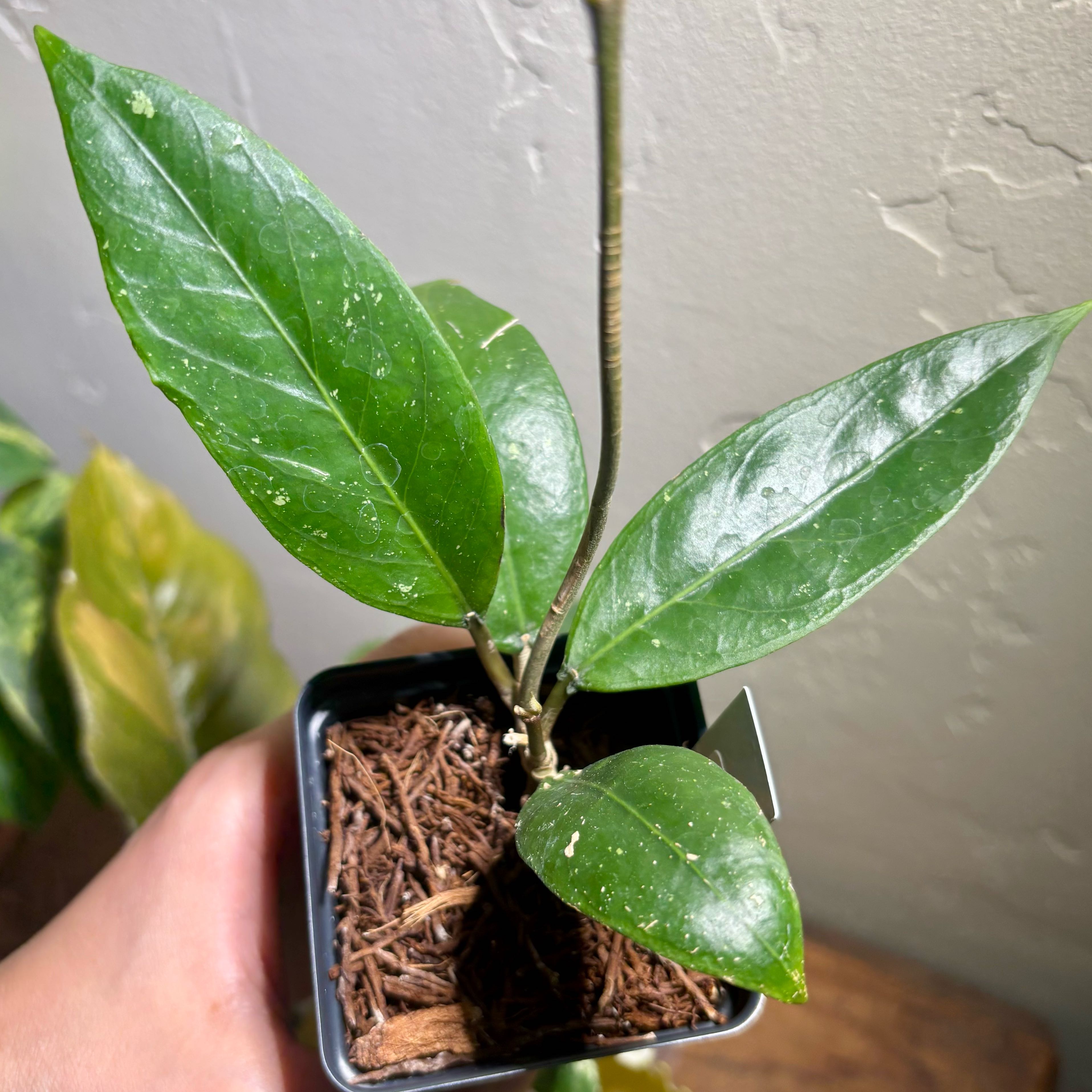 Photo of the plant species Hoya 'Aceh Gayo Lues' by @CoriVanSwae named Hoya Sp Aceh Gayo on Greg, the plant care app