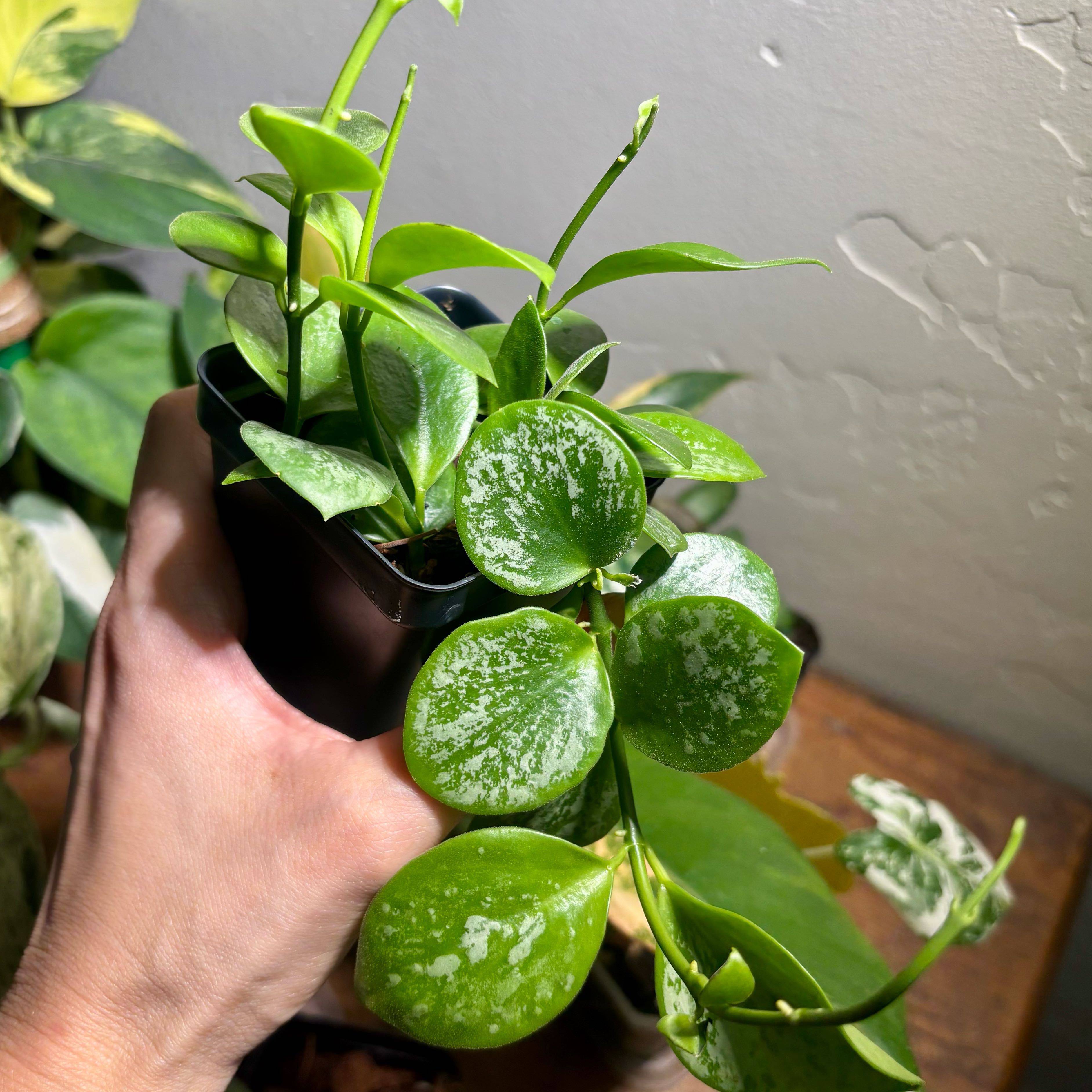 Photo of the plant species Hoya 'Biakensis Splash' by @CoriVanSwae named Hoya Biakensis Splash on Greg, the plant care app