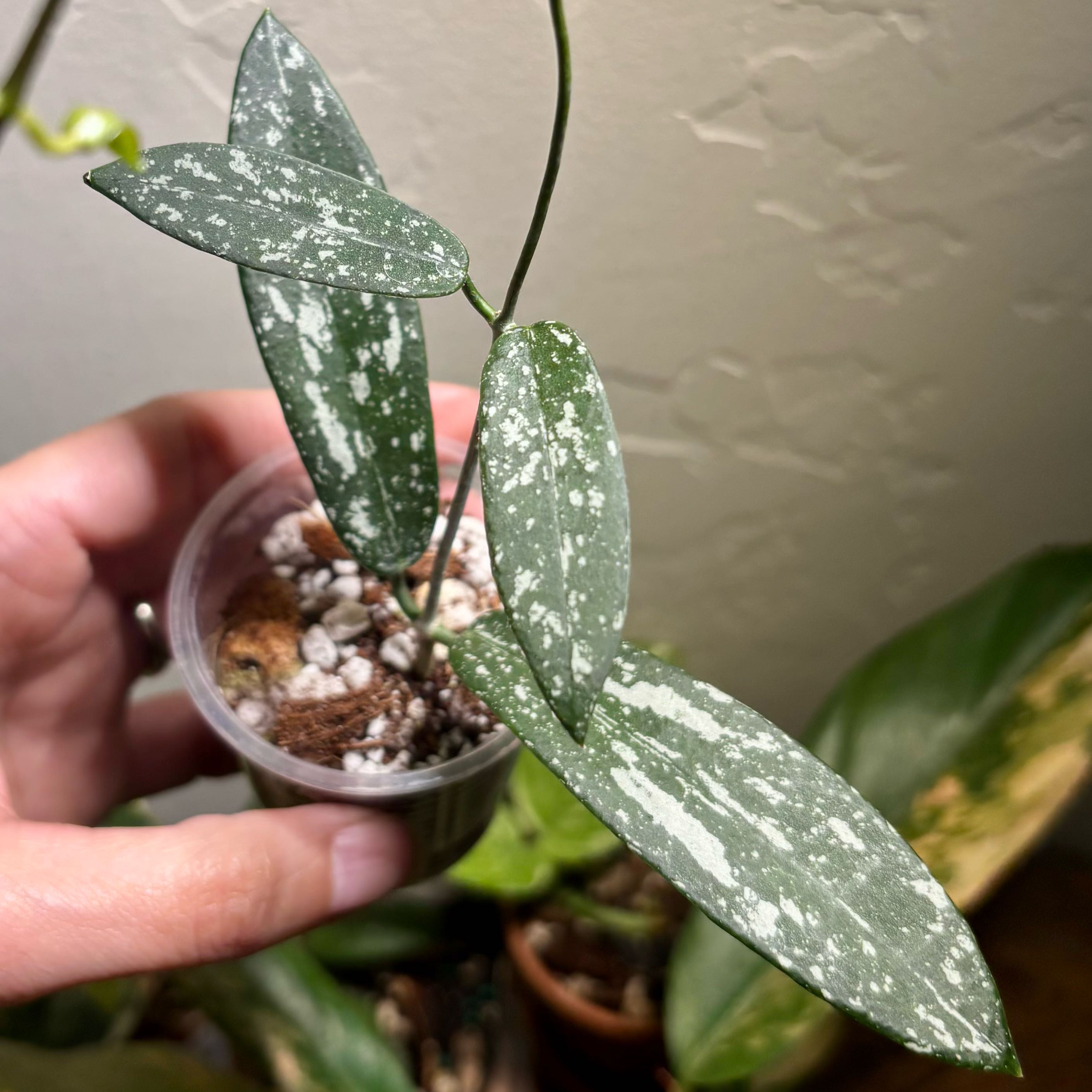 Photo of the plant species Hoya sigillatis silver by @CoriVanSwae named Hoya Sungwookii aka Hon Thom on Greg, the plant care app