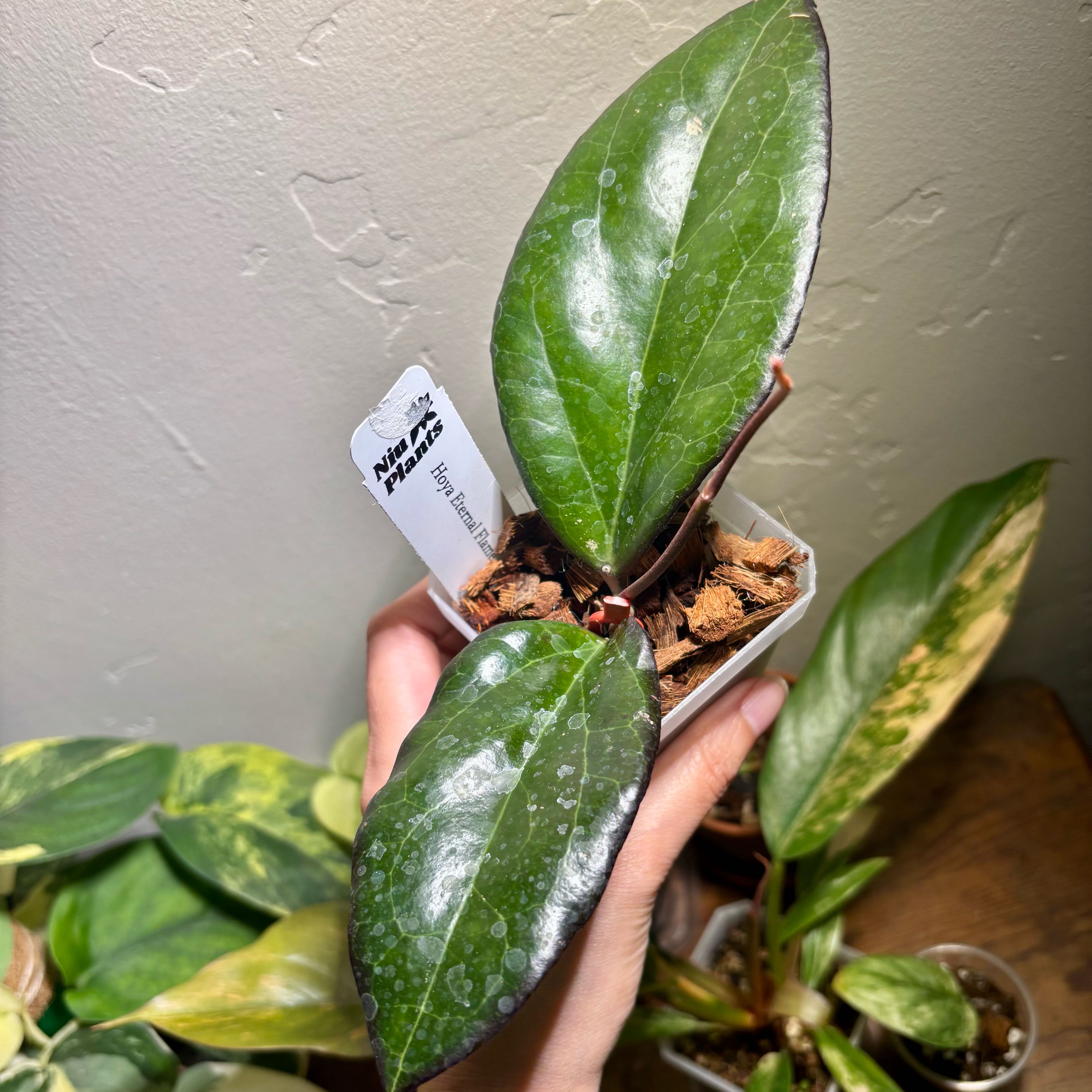 Photo of the plant species Long-Leaf Hoya by @CoriVanSwae named Hoya Eternal Flame on Greg, the plant care app