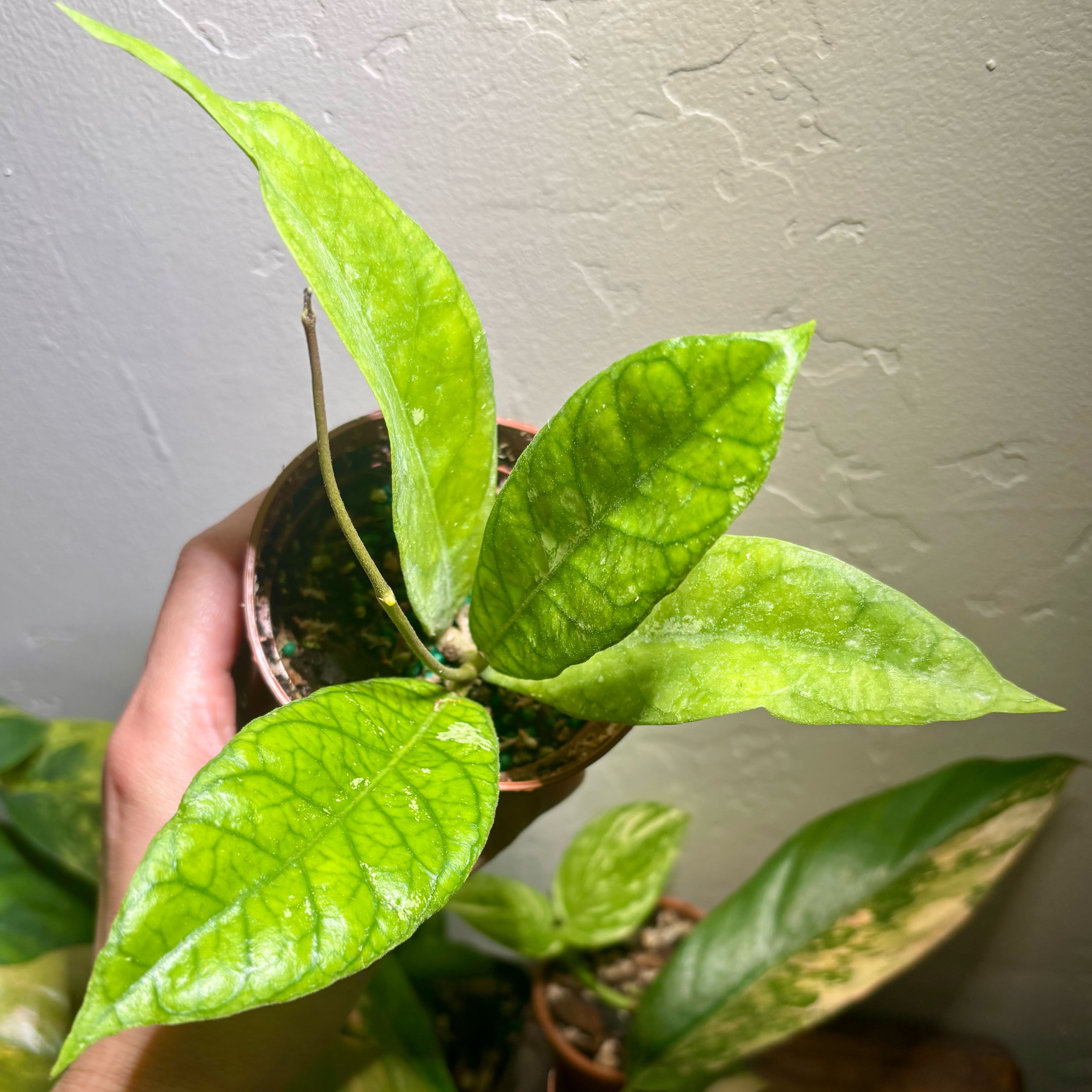 Photo of the plant species Hoya 'Alyona' by @CoriVanSwae named Walt on Greg, the plant care app