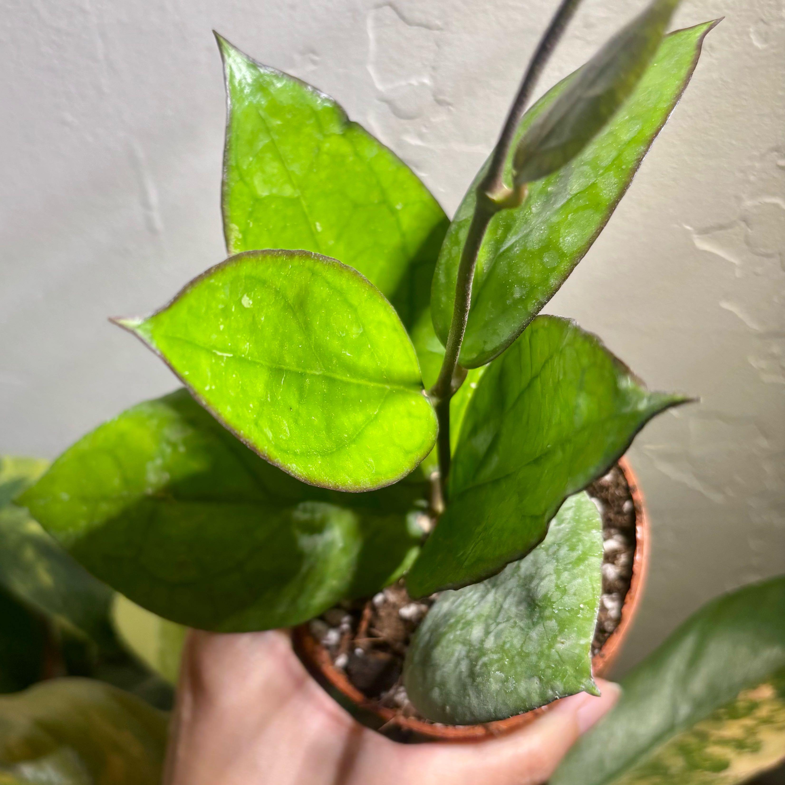 Photo of the plant species Hoya 'Siam Ruby' by @CoriVanSwae named Hoya Puom Siam Ruby on Greg, the plant care app