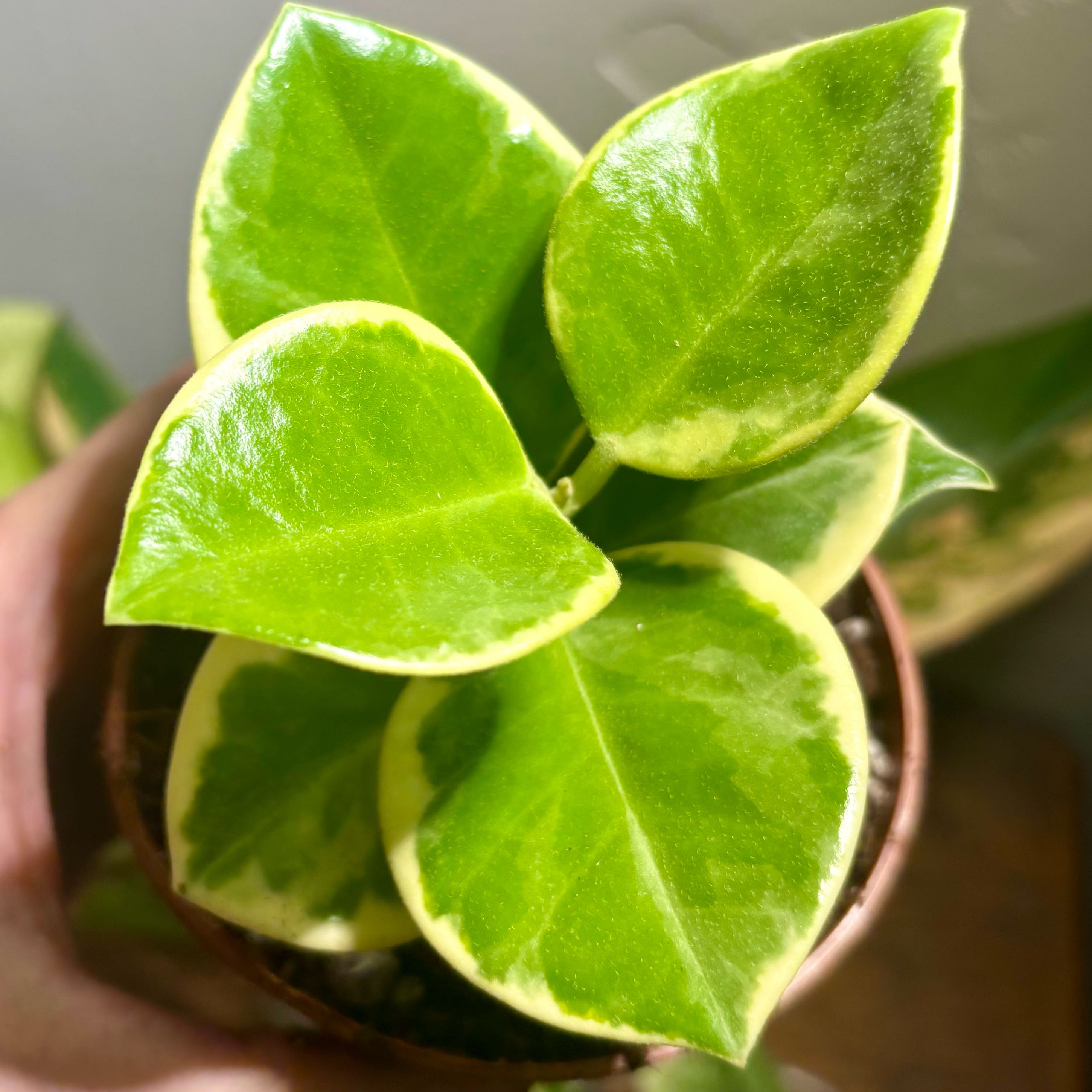 Photo of the plant species Hoya 'Australis' by @CoriVanSwae named Hoya Australis Albo on Greg, the plant care app